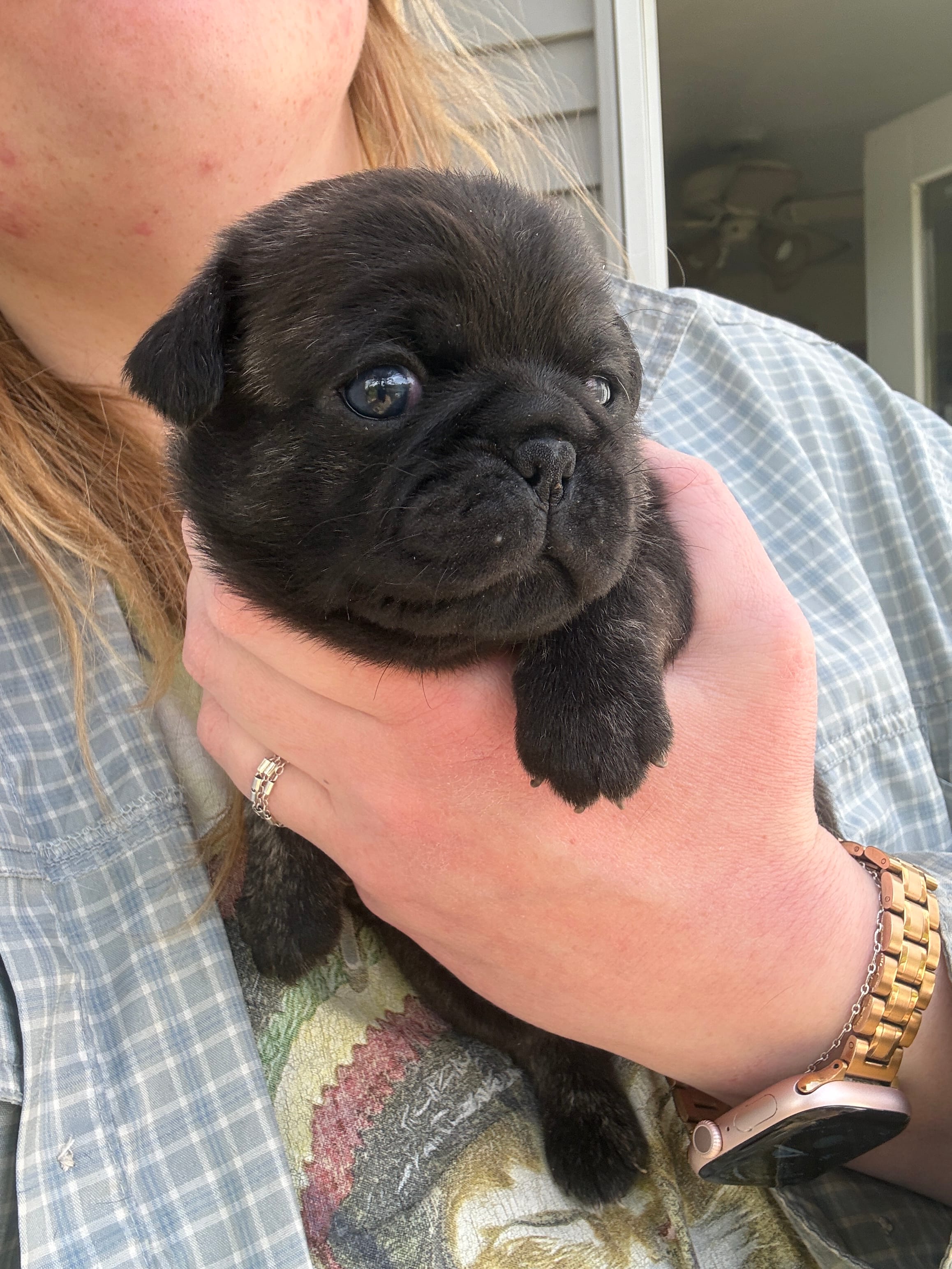 AKC Beau – Pug puppy for sale in Wausau, WI