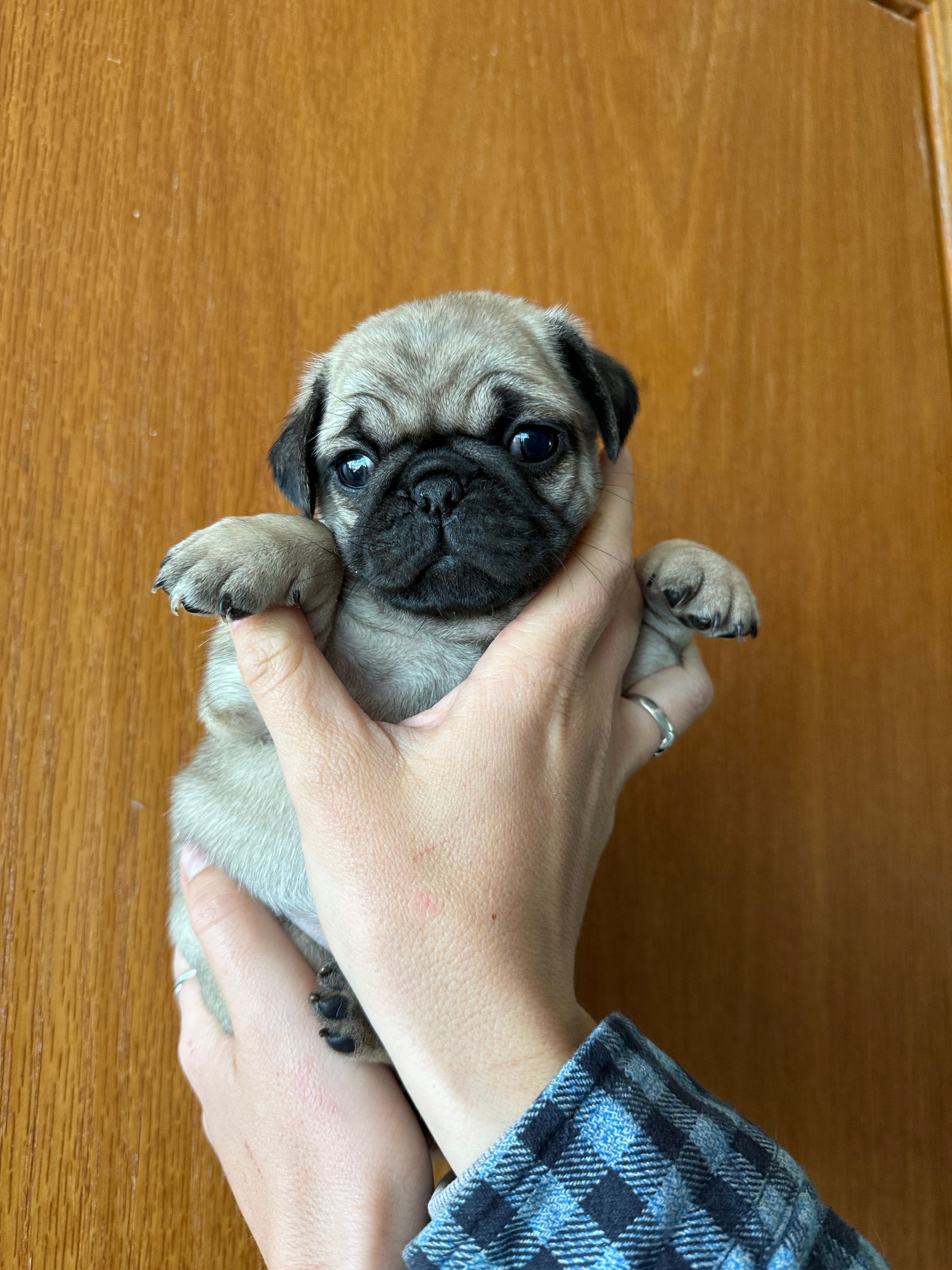 AKC Clover – Pug puppy for sale in Wausau, WI