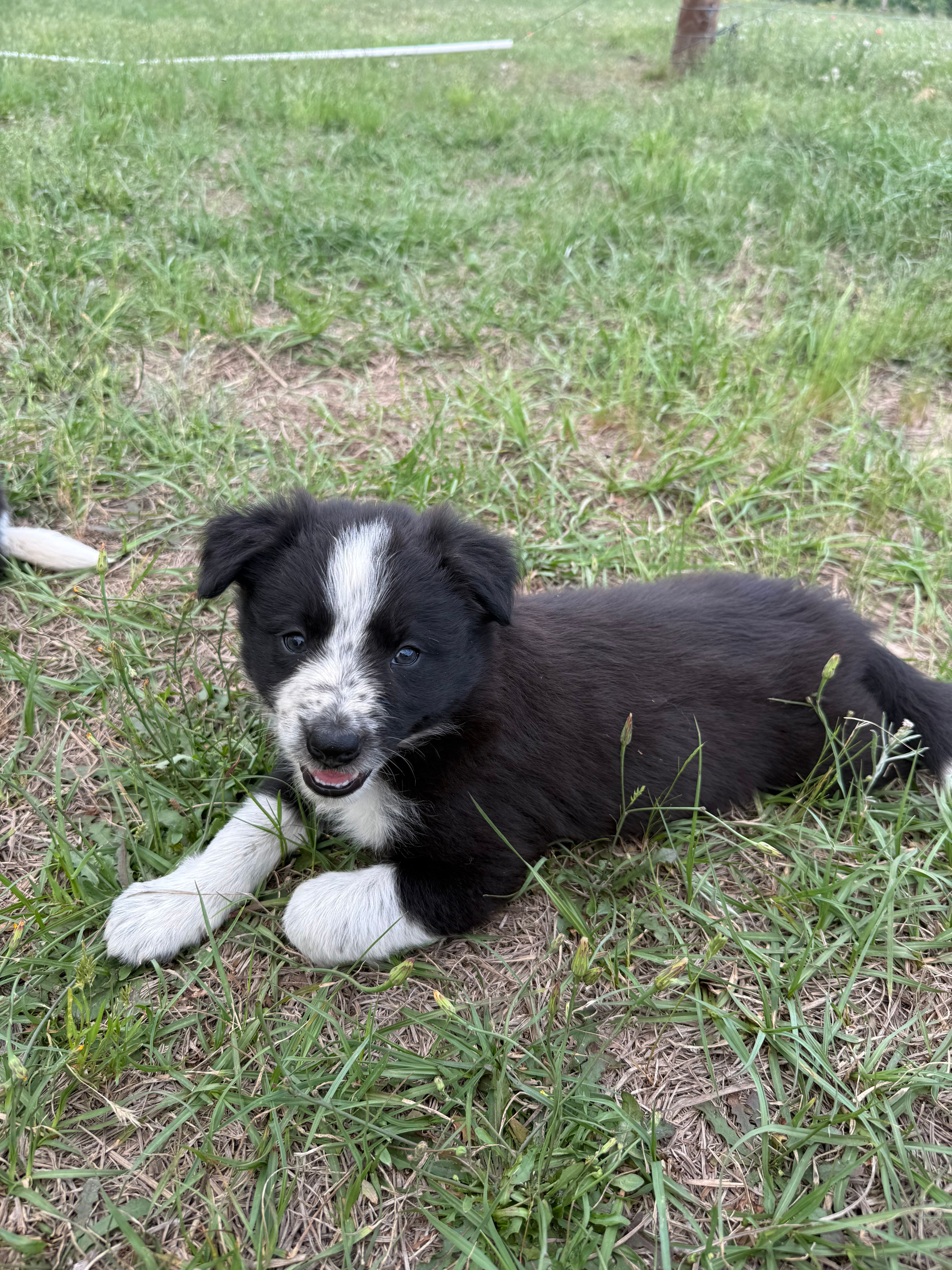 Zoe – Border Collie puppy for sale in Laneville, TX