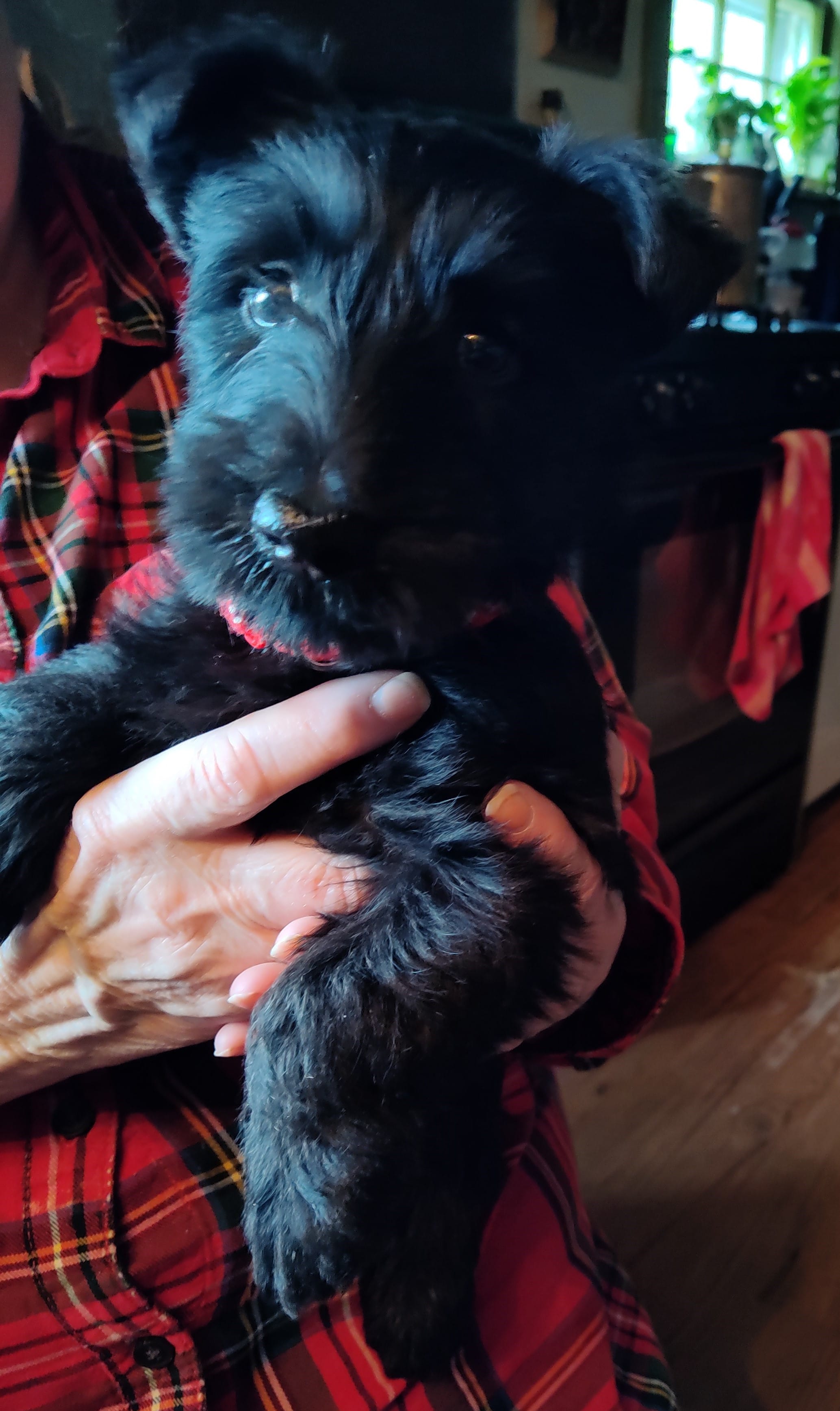 pup3 – Scottish Terrier puppy for sale in Franklin, NH