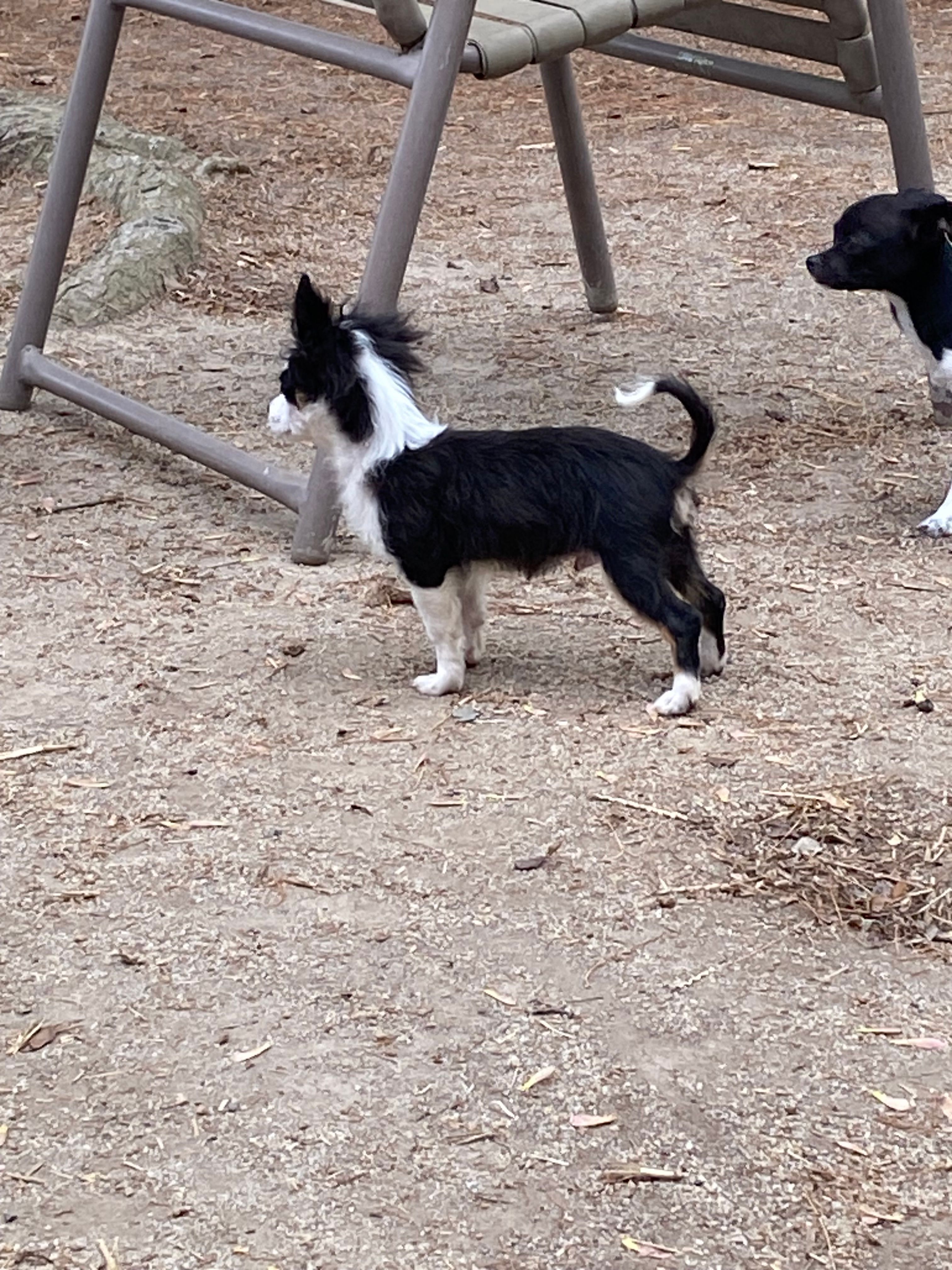 Oreo – Chihuahua puppy for sale in Salisbury, NC