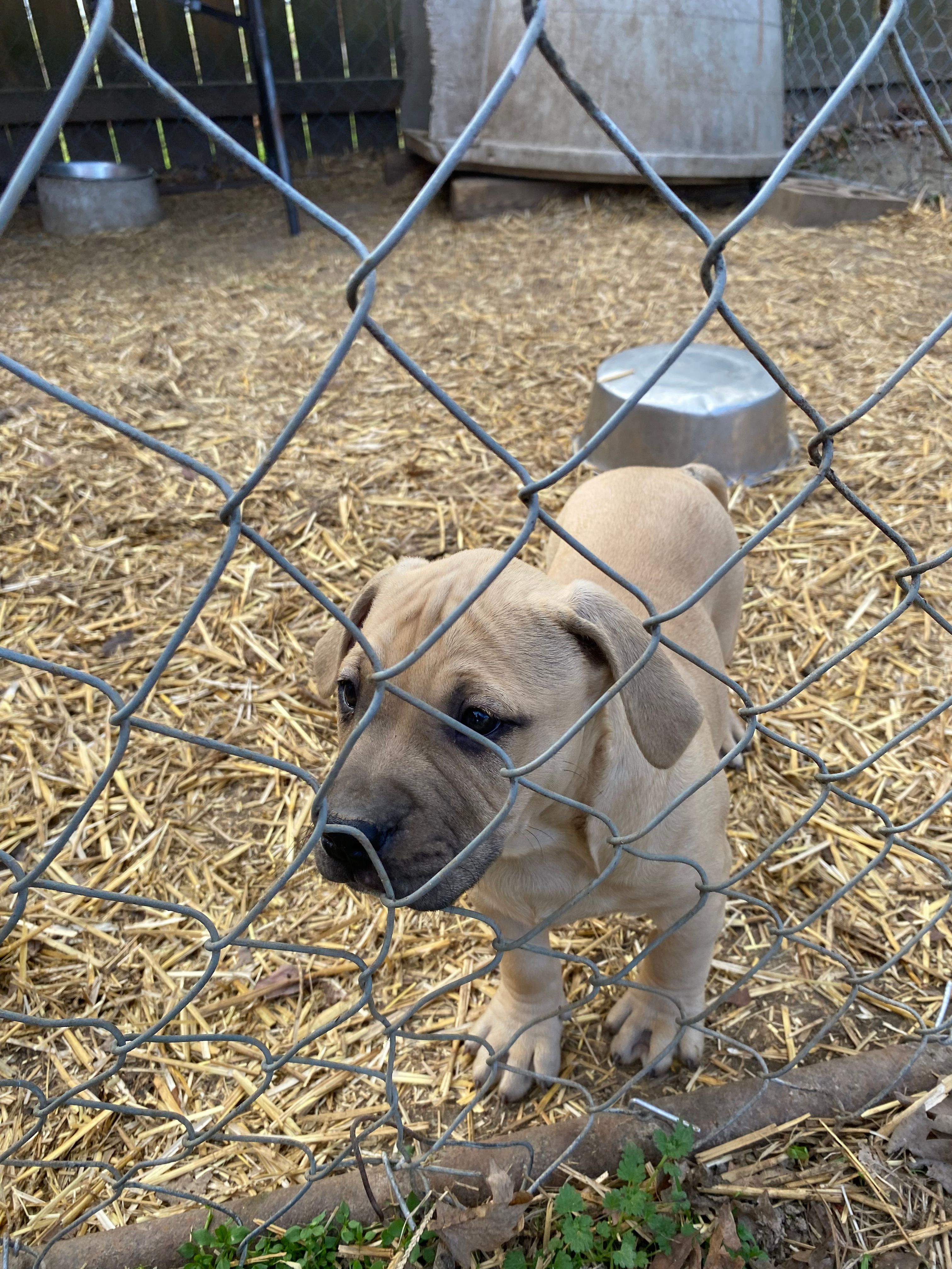 Pittty – American Pit Bull Terrier puppy for sale in Salisbury, NC