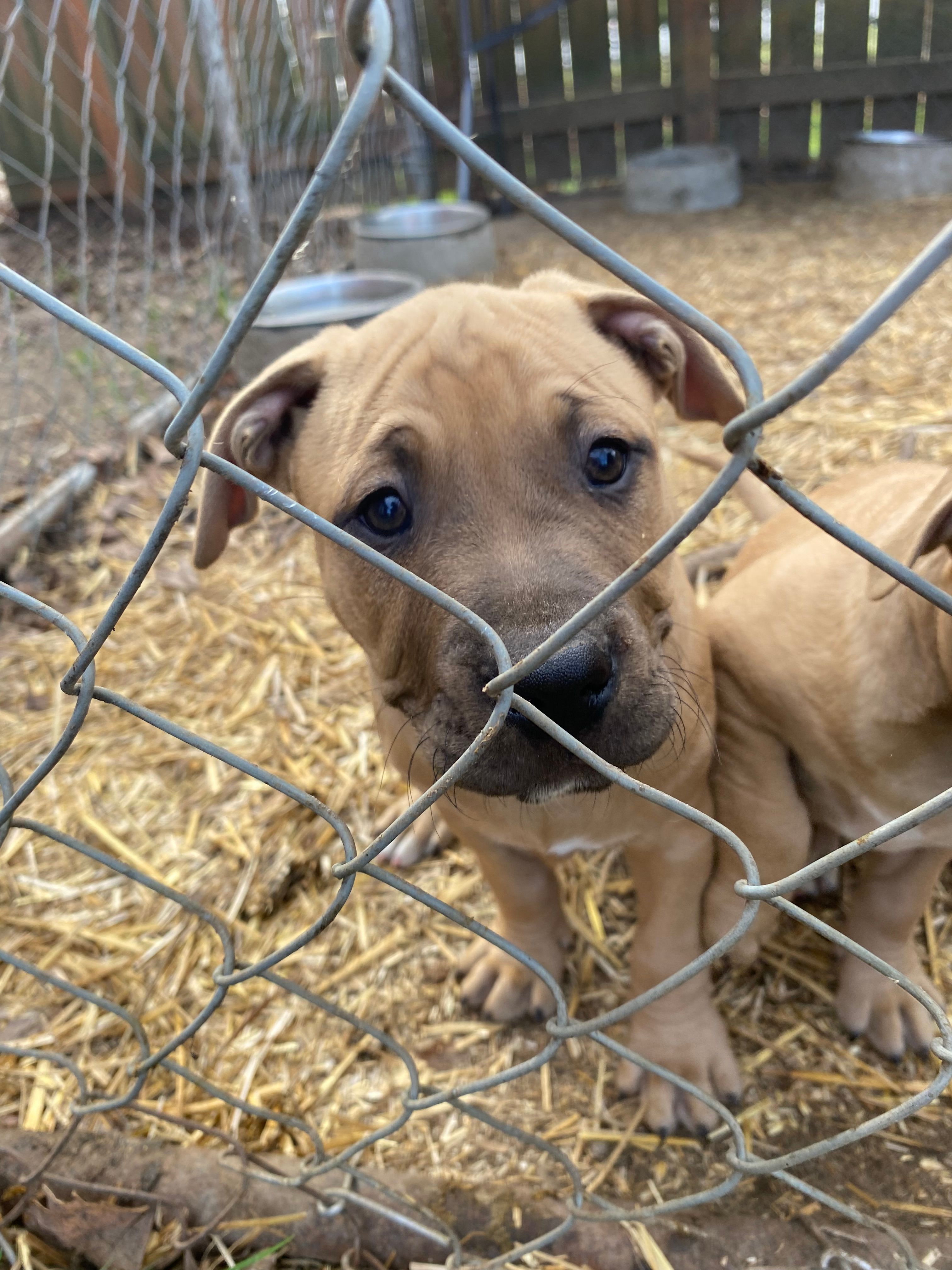 Pitty – American Pit Bull Terrier puppy for sale in Salisbury, NC