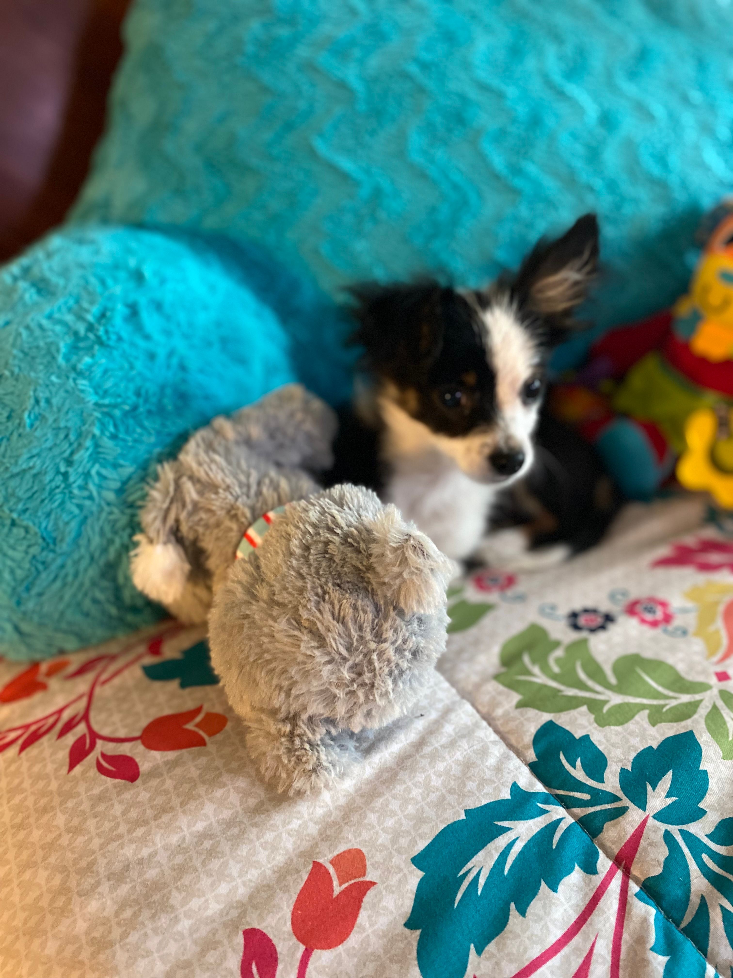 Oreo – Chihuahua puppy for sale in Salisbury, NC
