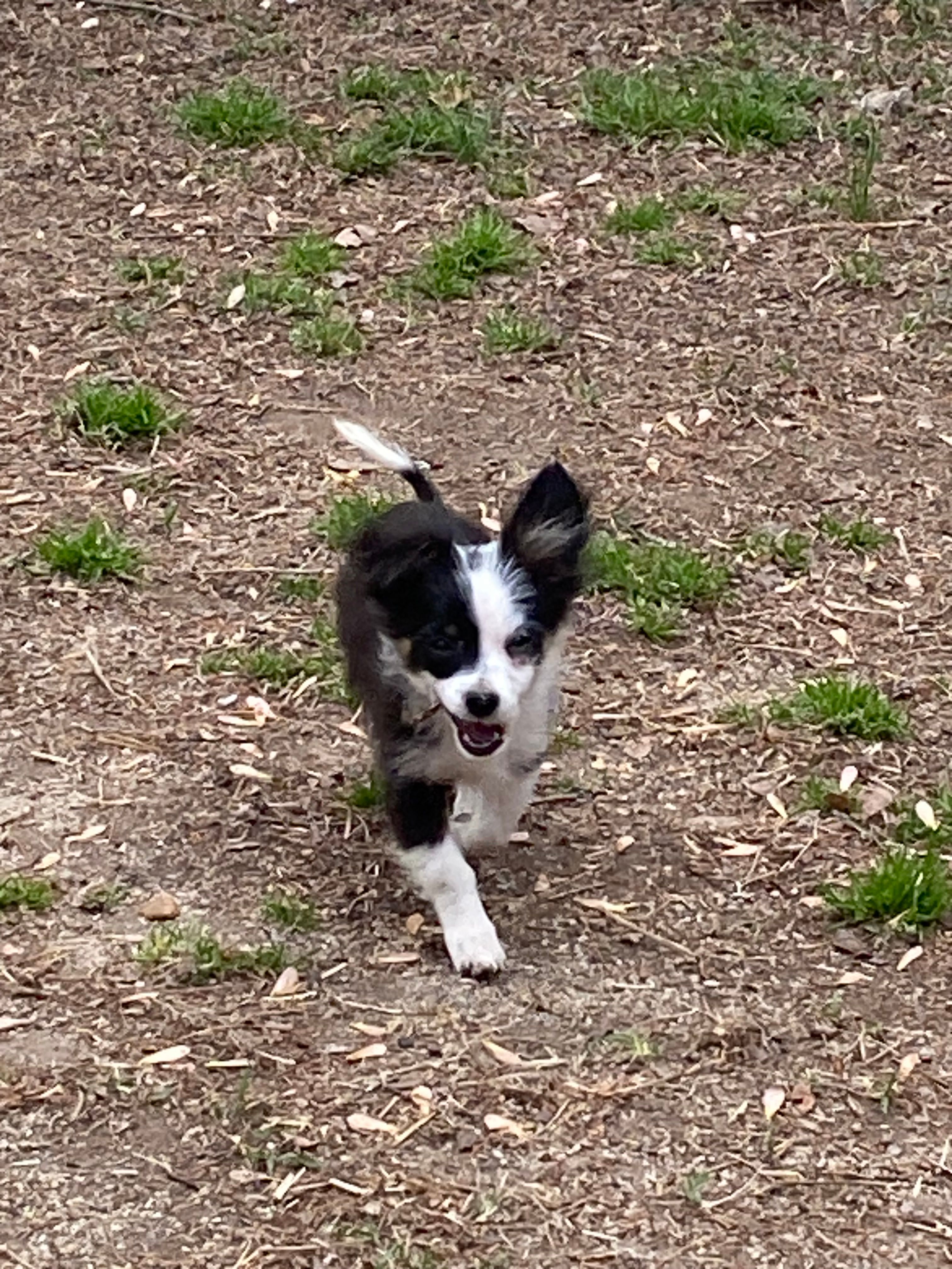 Oreo – Chihuahua puppy for sale in Salisbury, NC