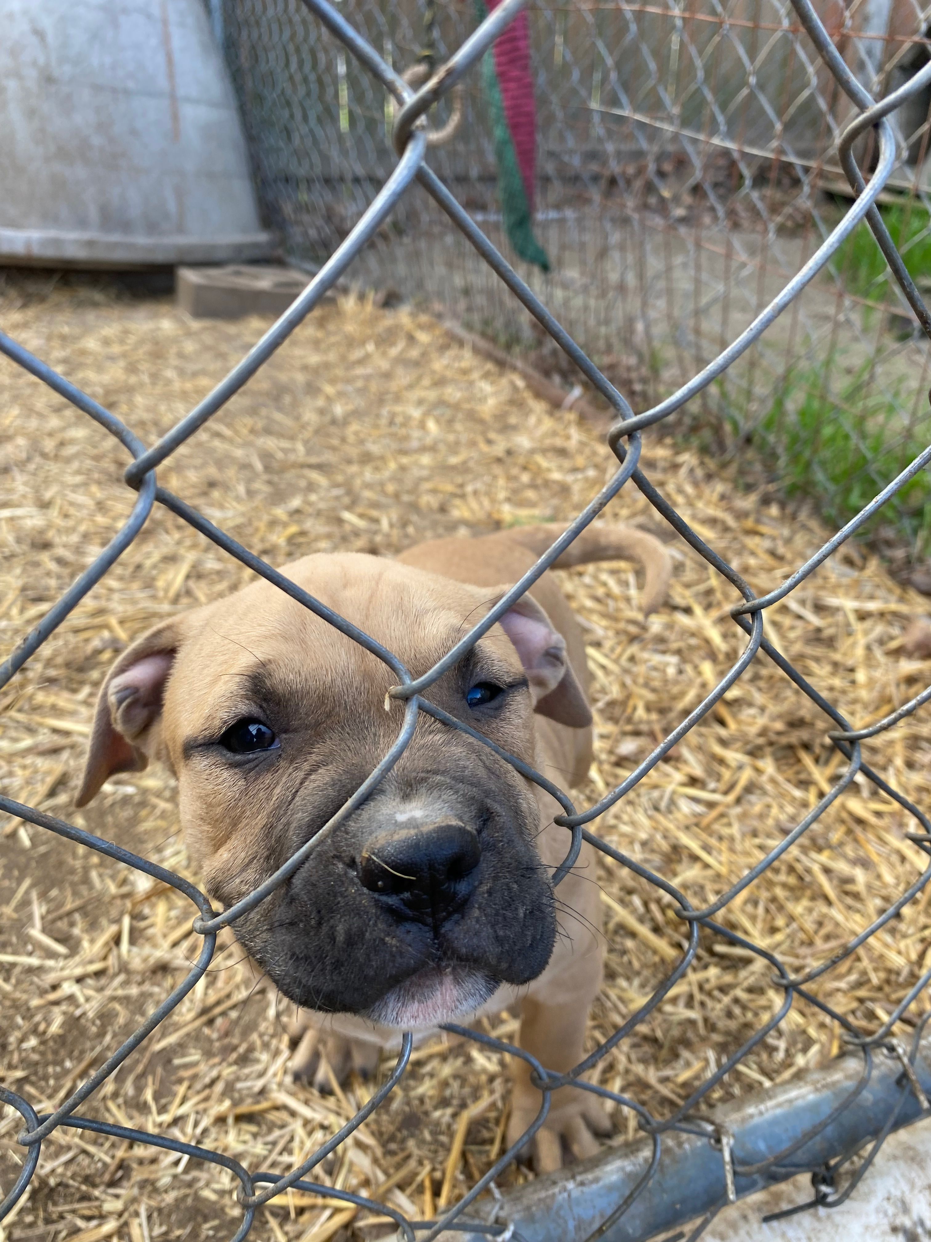 Pitt – American Pit Bull Terrier puppy for sale in Salisbury, NC