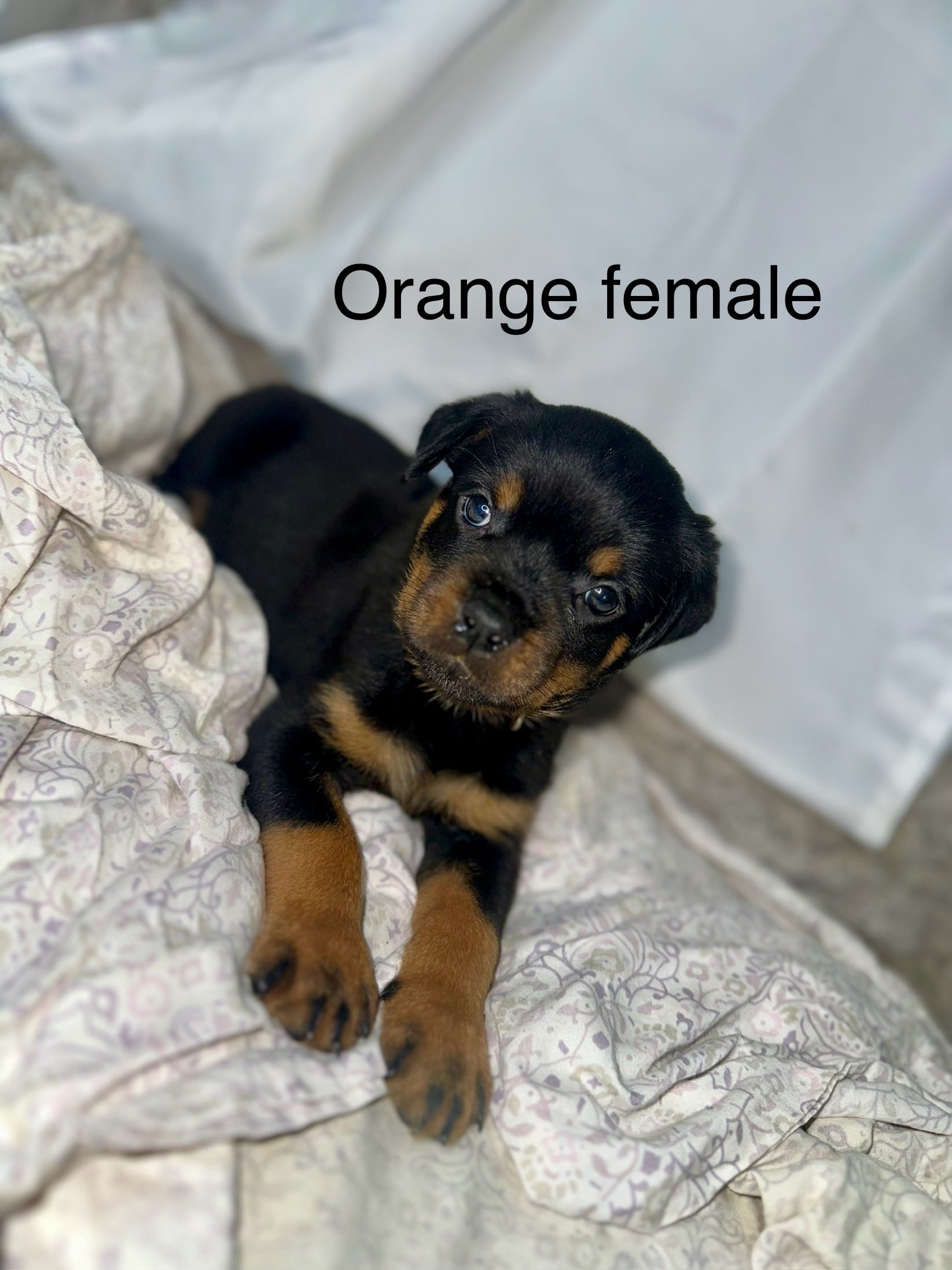 Orange Collar Female  – Rottweiler puppy for sale in Asheboro, NC