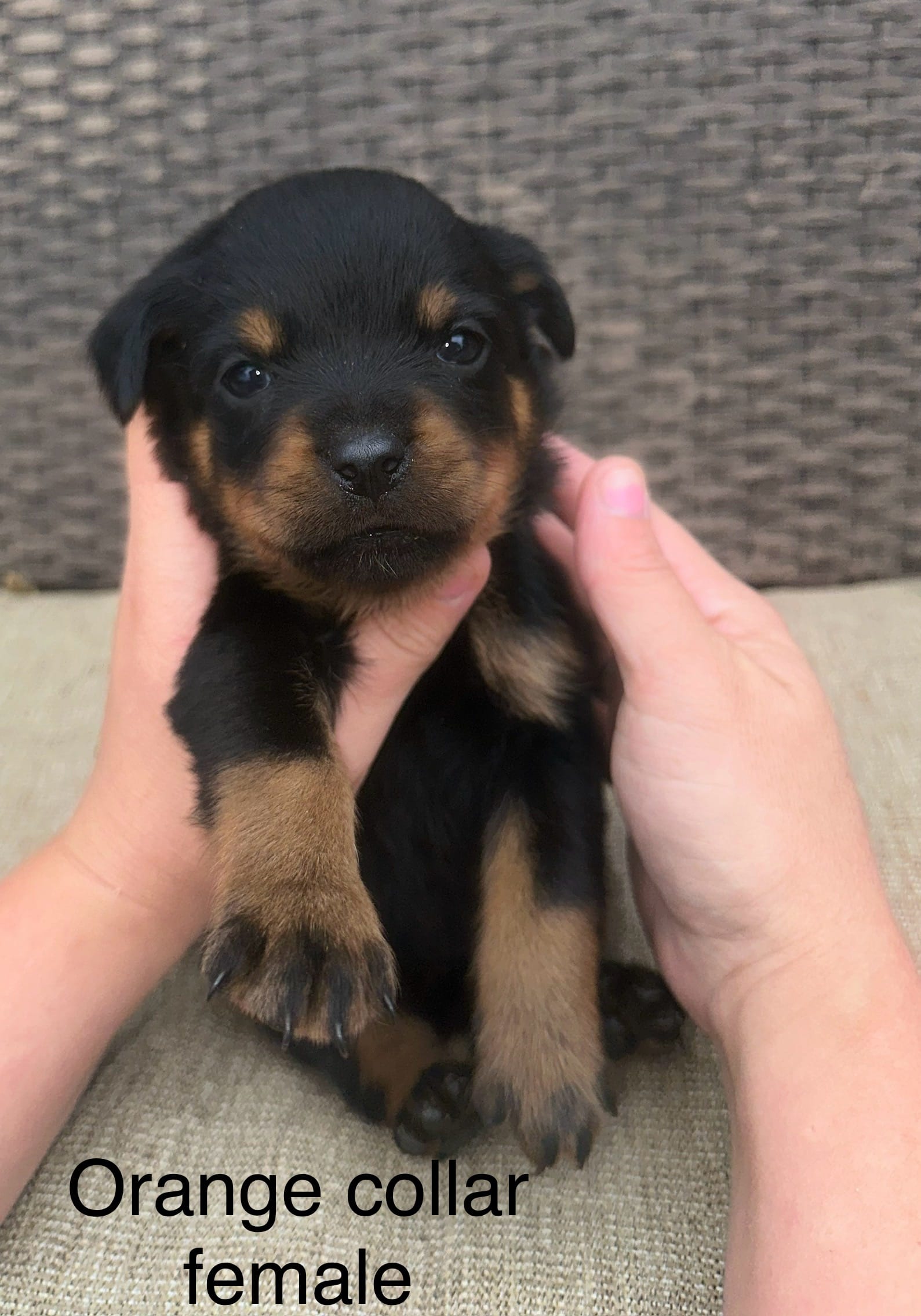 Orange Collar Female  – Rottweiler puppy for sale in Asheboro, NC