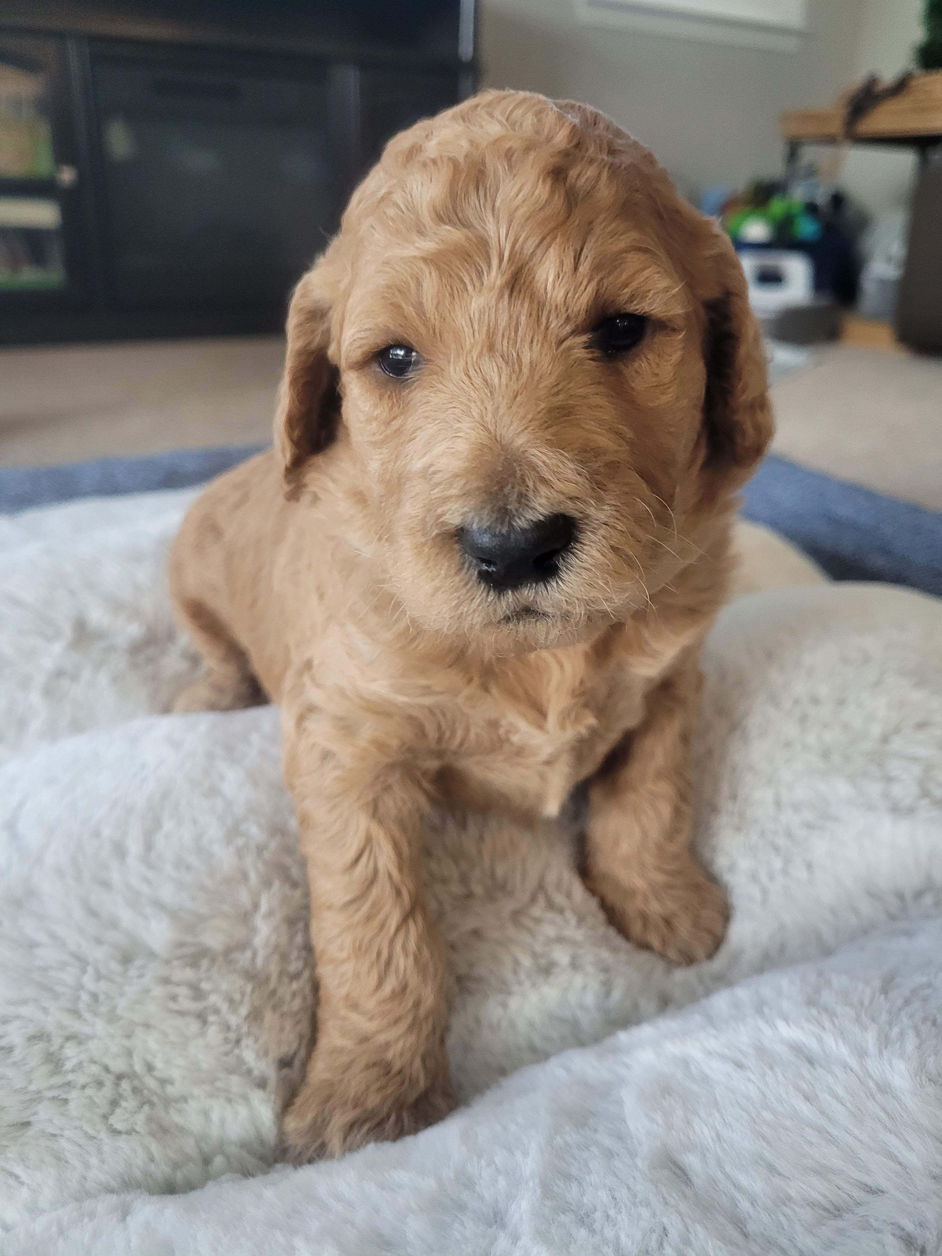 Lolly (Yellow Collar) – Goldendoodle puppy for sale in Lincoln, CA