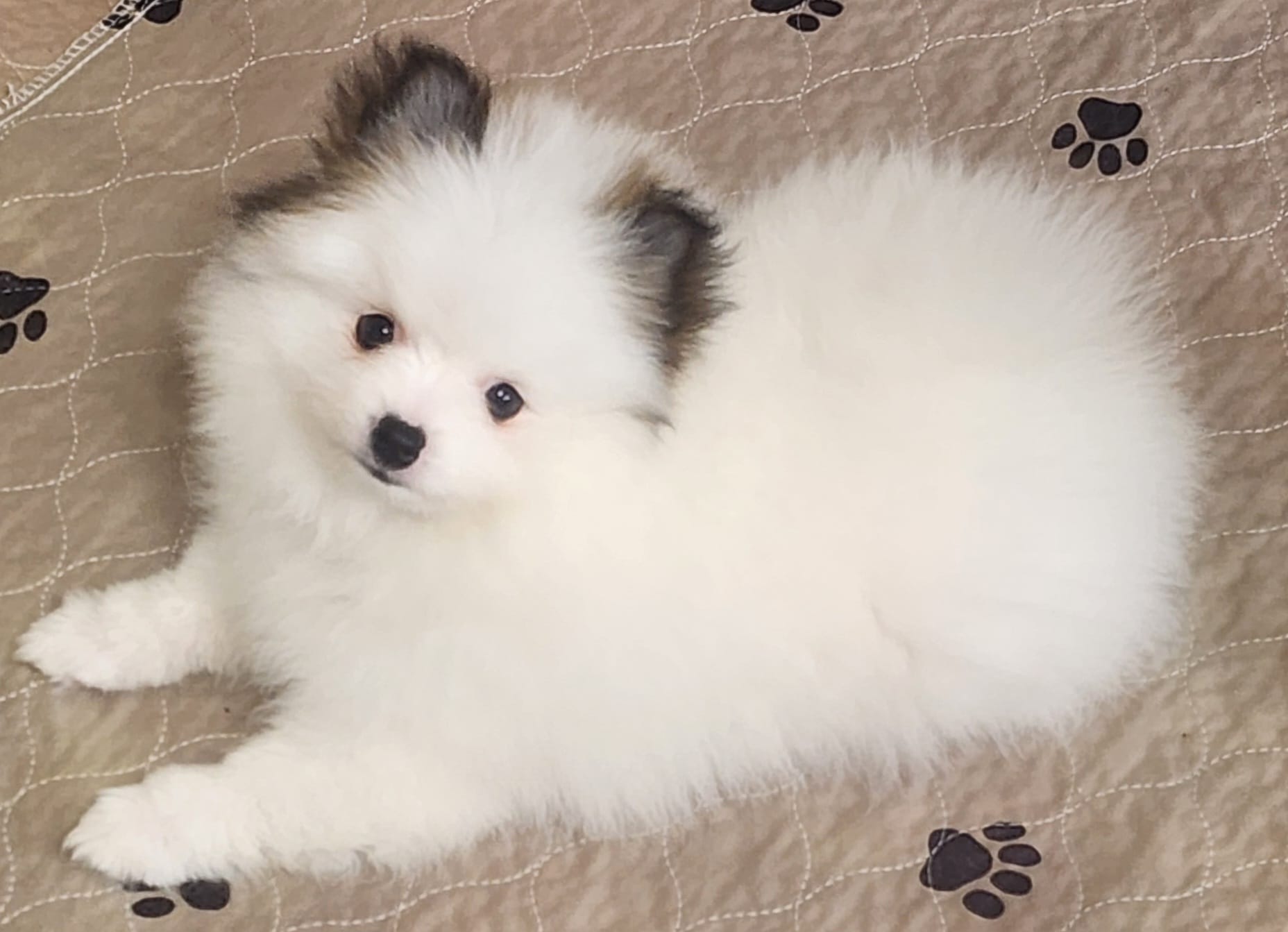 China – Pomeranian puppy for sale in Tenino, WA
