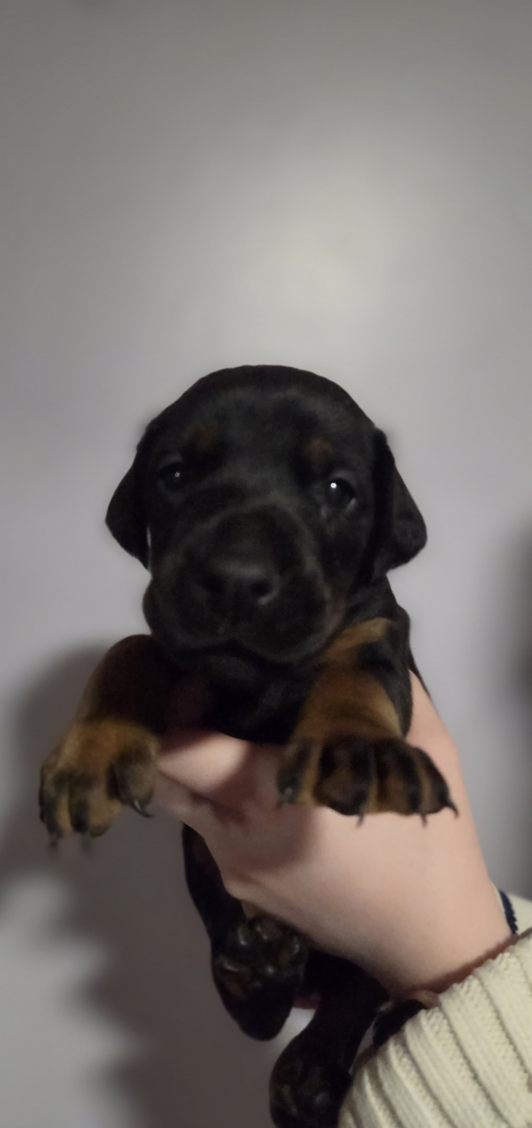 Luka – Doberman Pinscher puppy for sale in Basom, NY