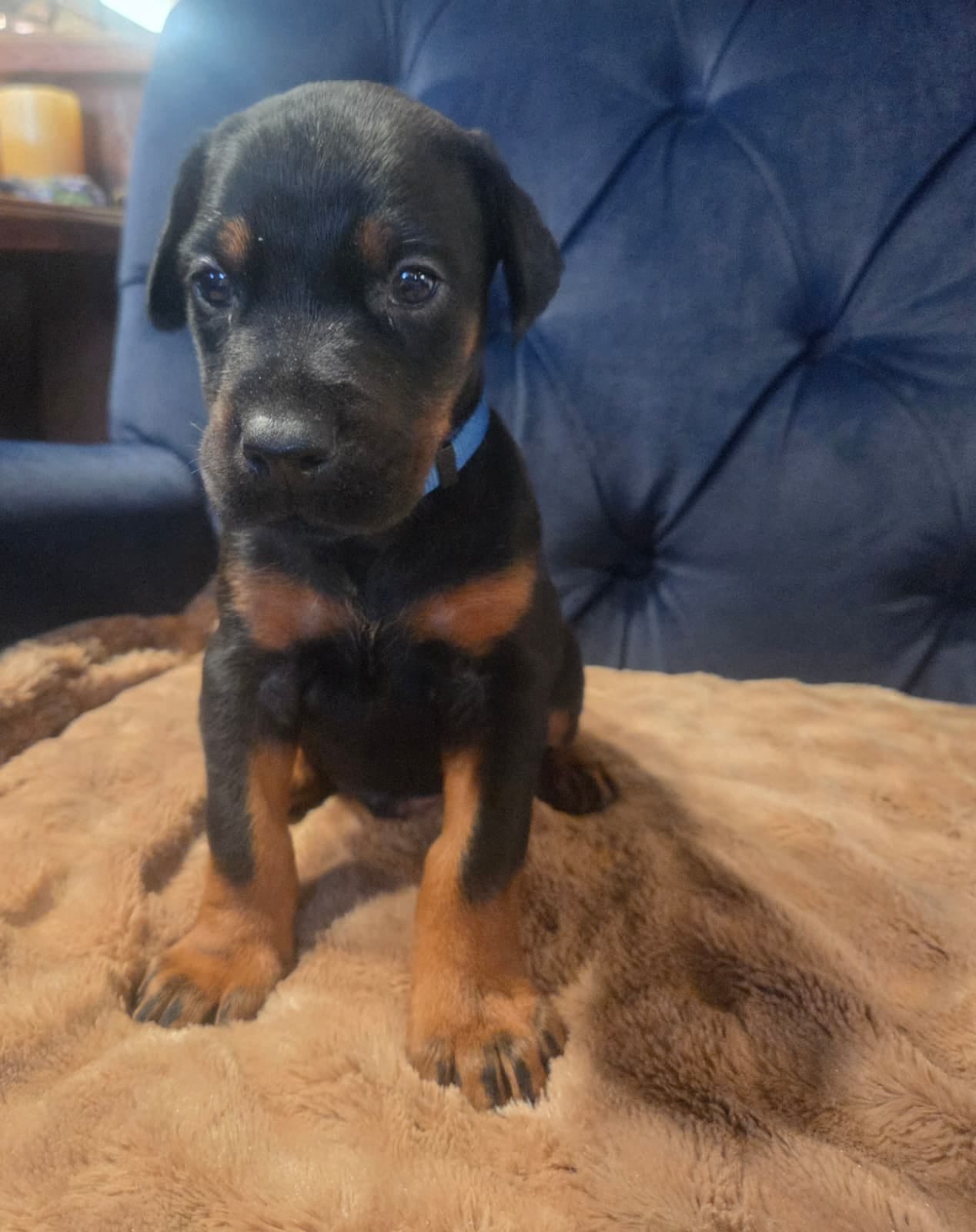 Fyodor – Doberman Pinscher puppy for sale in Basom, NY