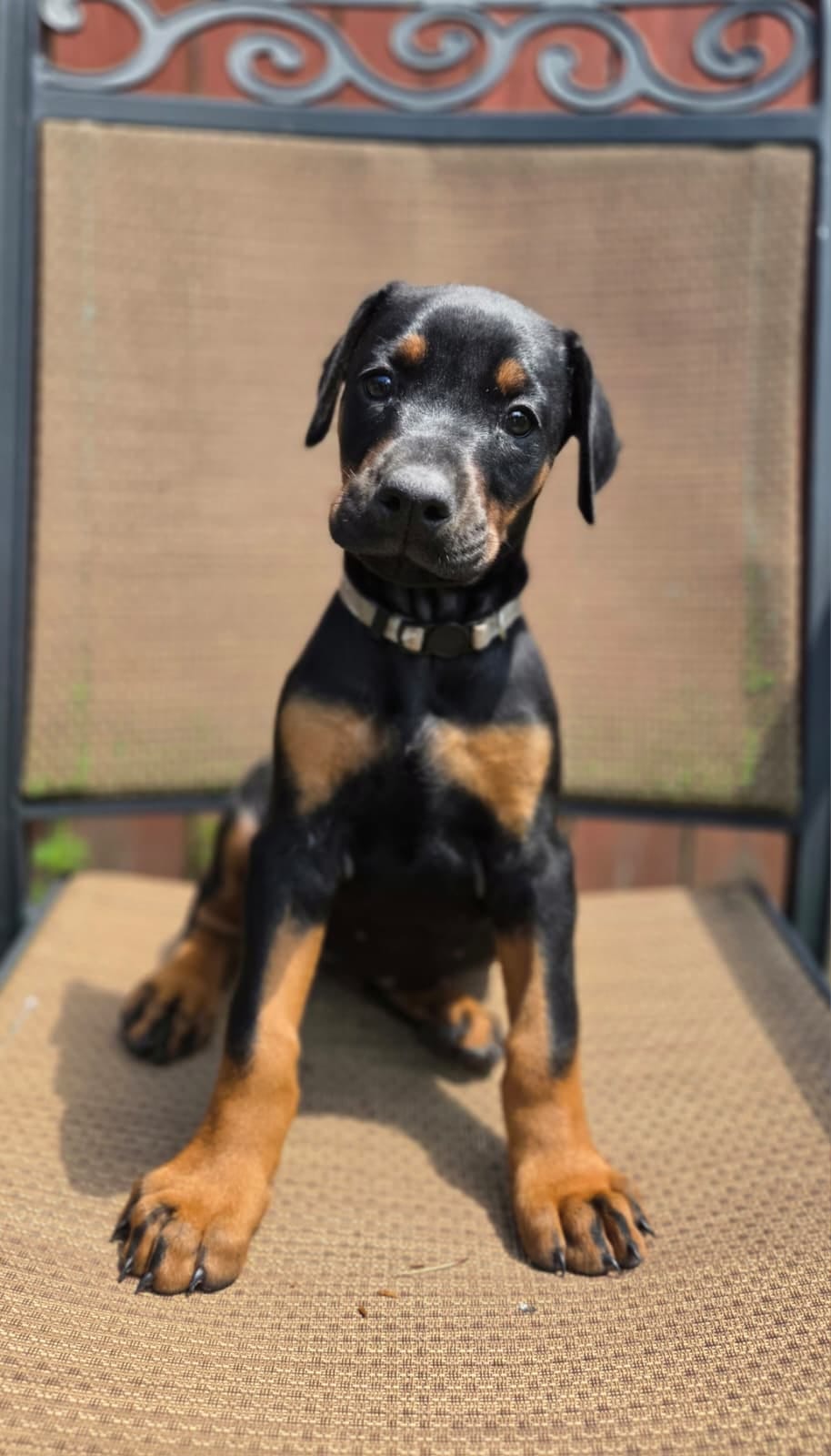 Vera – Doberman Pinscher puppy for sale in Basom, NY