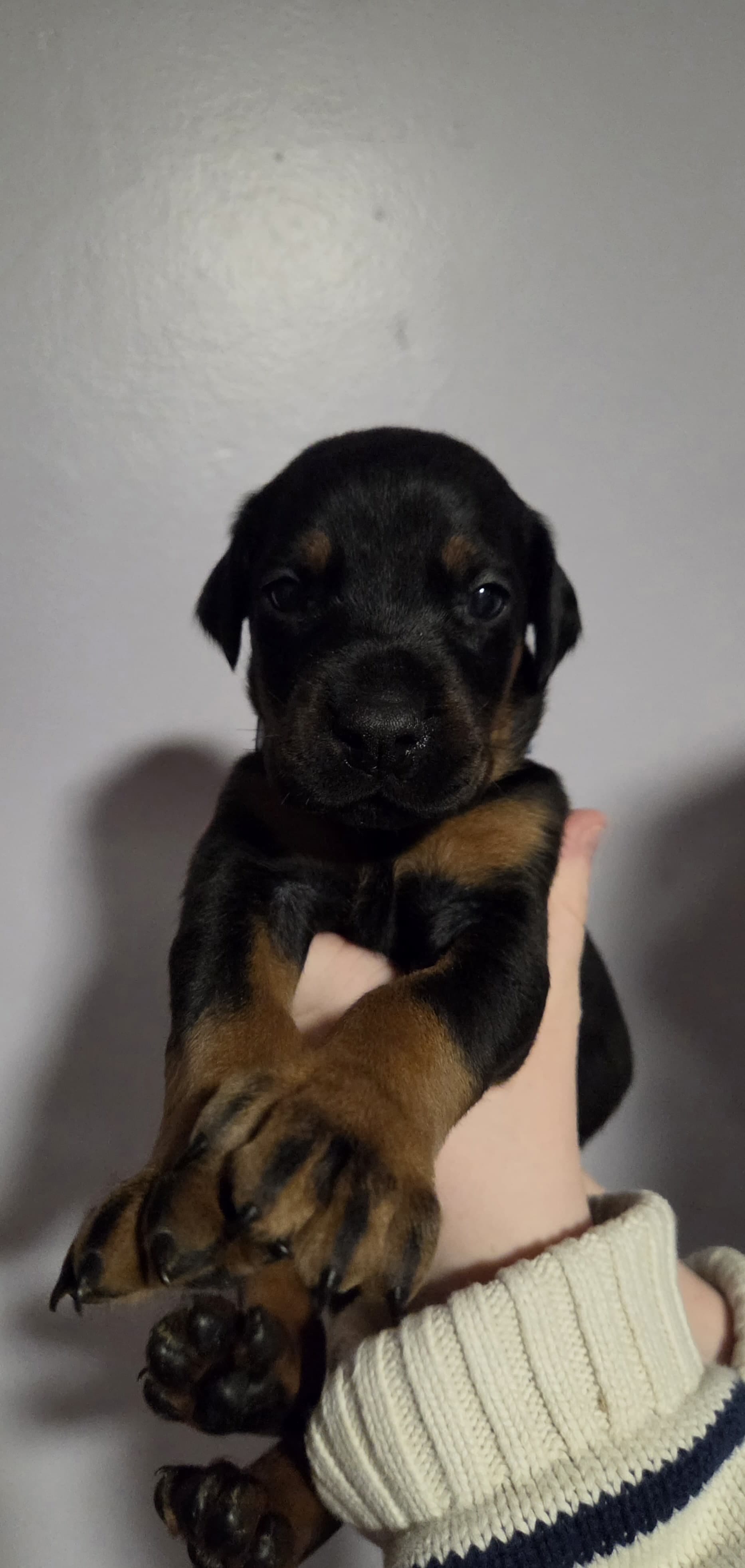 Fyodor – Doberman Pinscher puppy for sale in Basom, NY