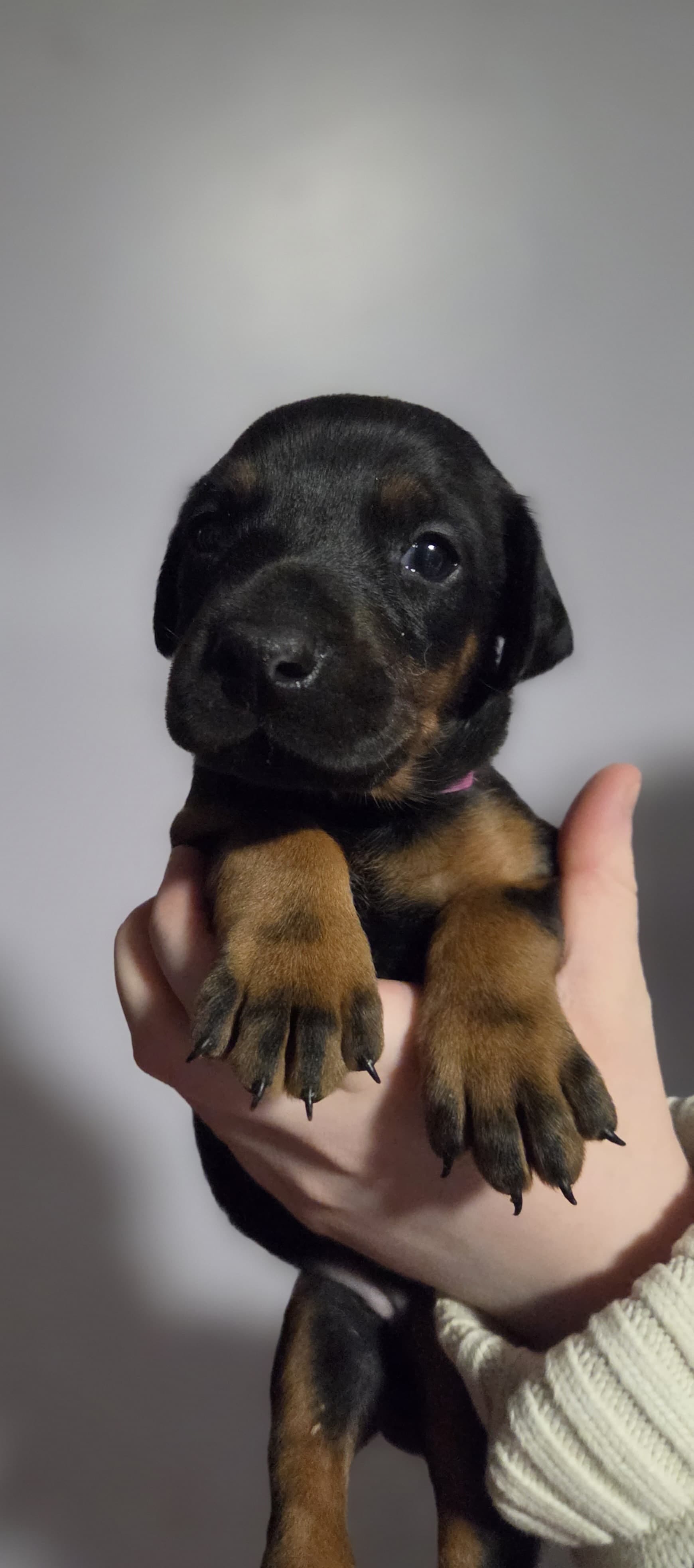 Vera – Doberman Pinscher puppy for sale in Basom, NY