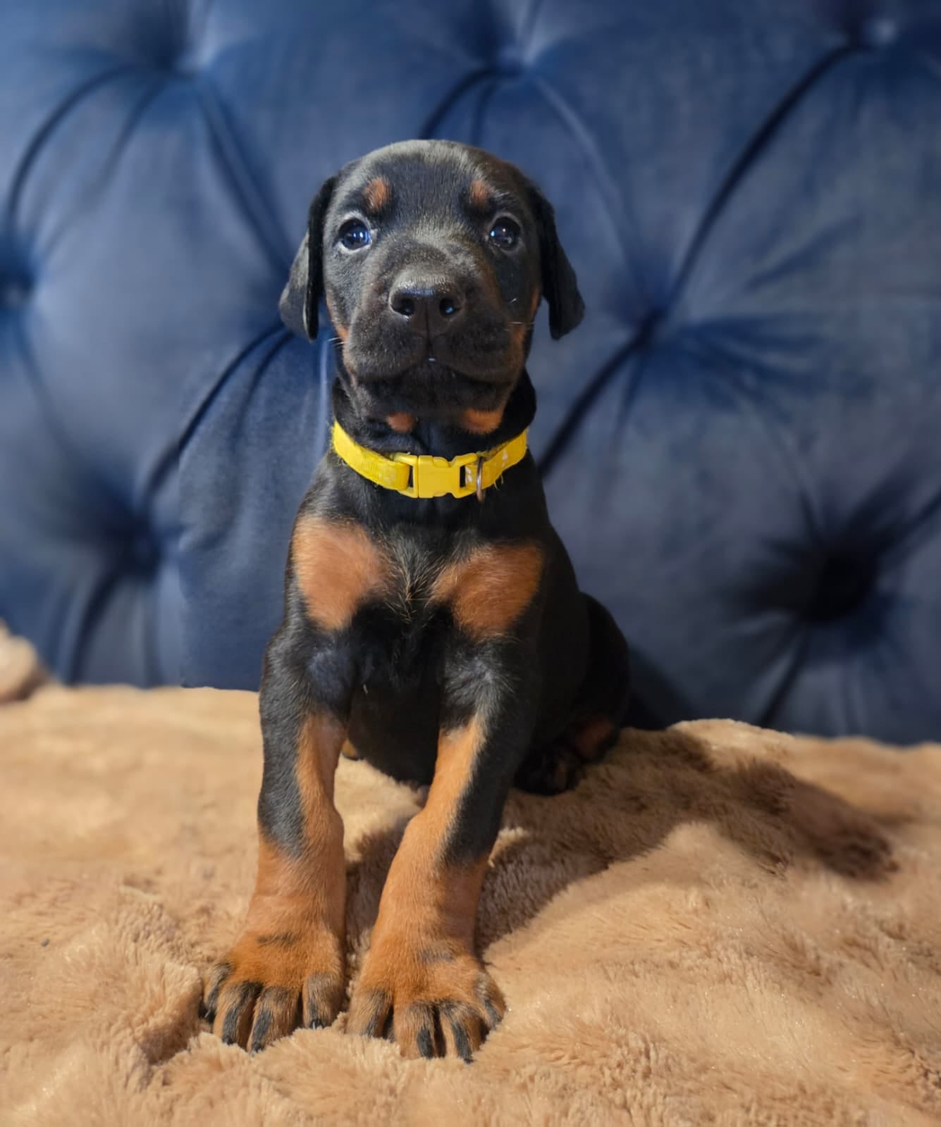 Dasha – Doberman Pinscher puppy for sale in Basom, NY