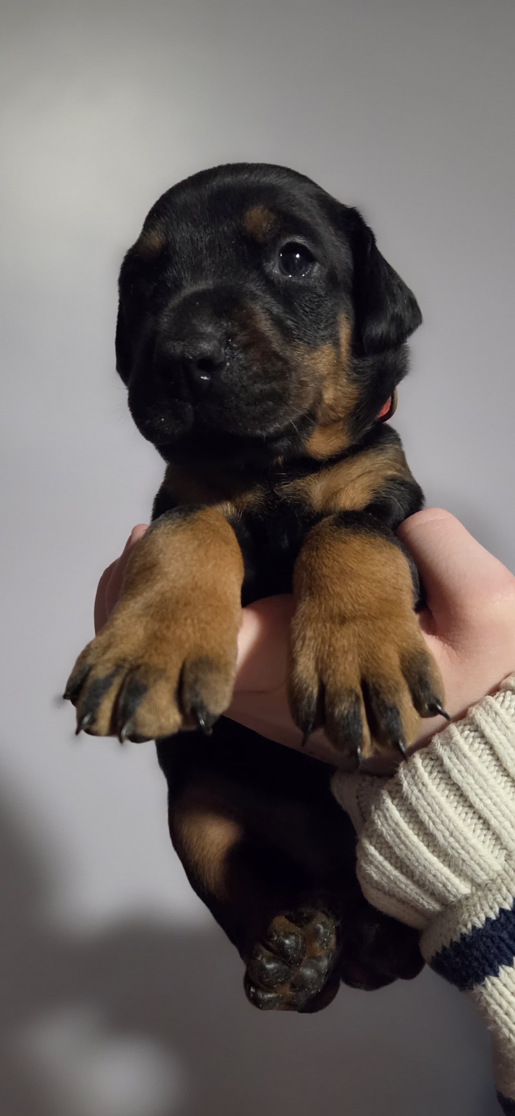 Martha – Doberman Pinscher puppy for sale in Basom, NY