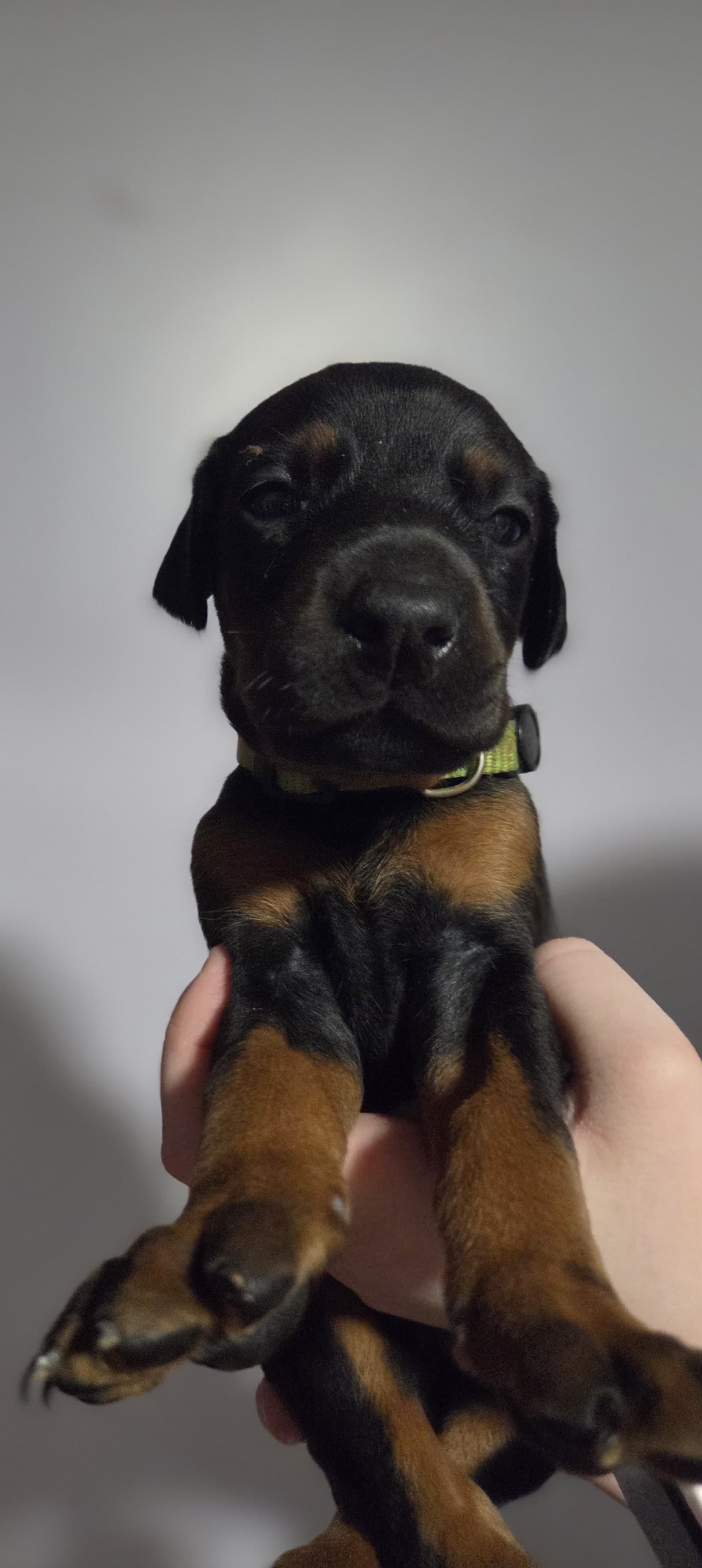 Amor – Doberman Pinscher puppy for sale in Basom, NY