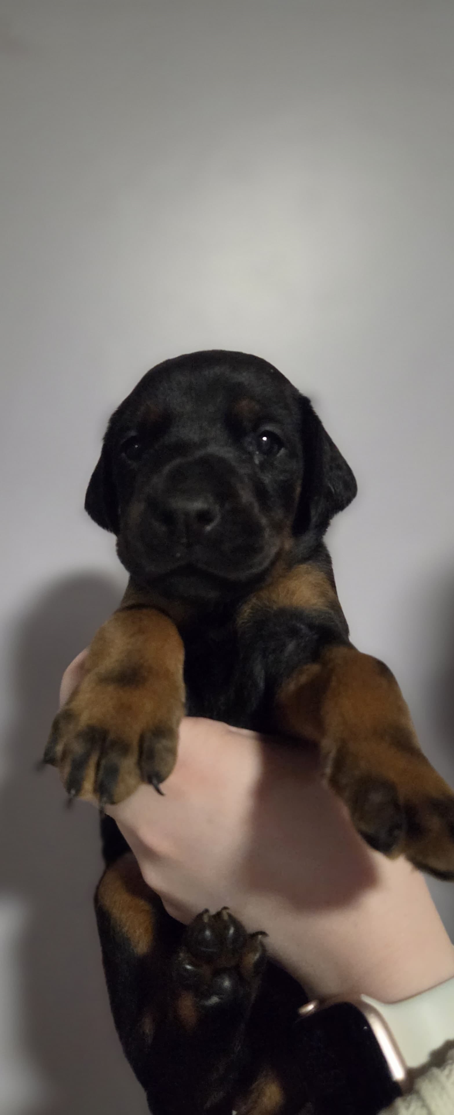 Luna – Doberman Pinscher puppy for sale in Basom, NY