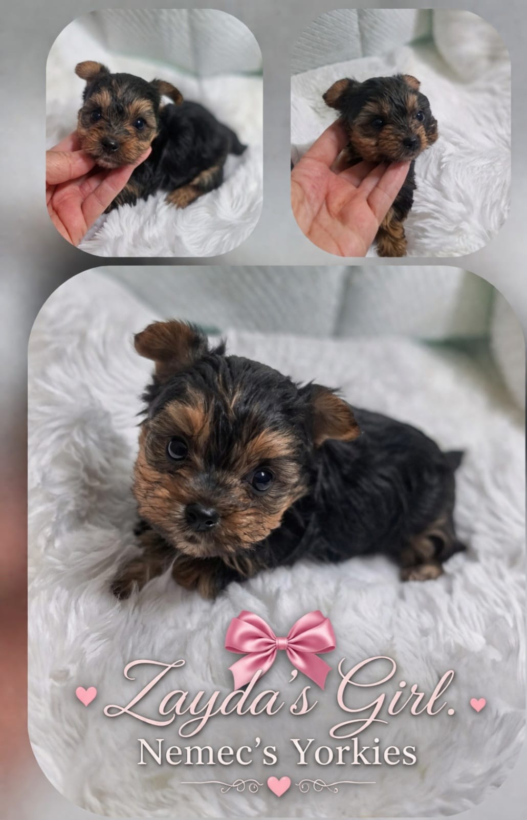Zayda & Tuckers girl 1 – Yorkshire Terrier puppy for sale in Delano, TN
