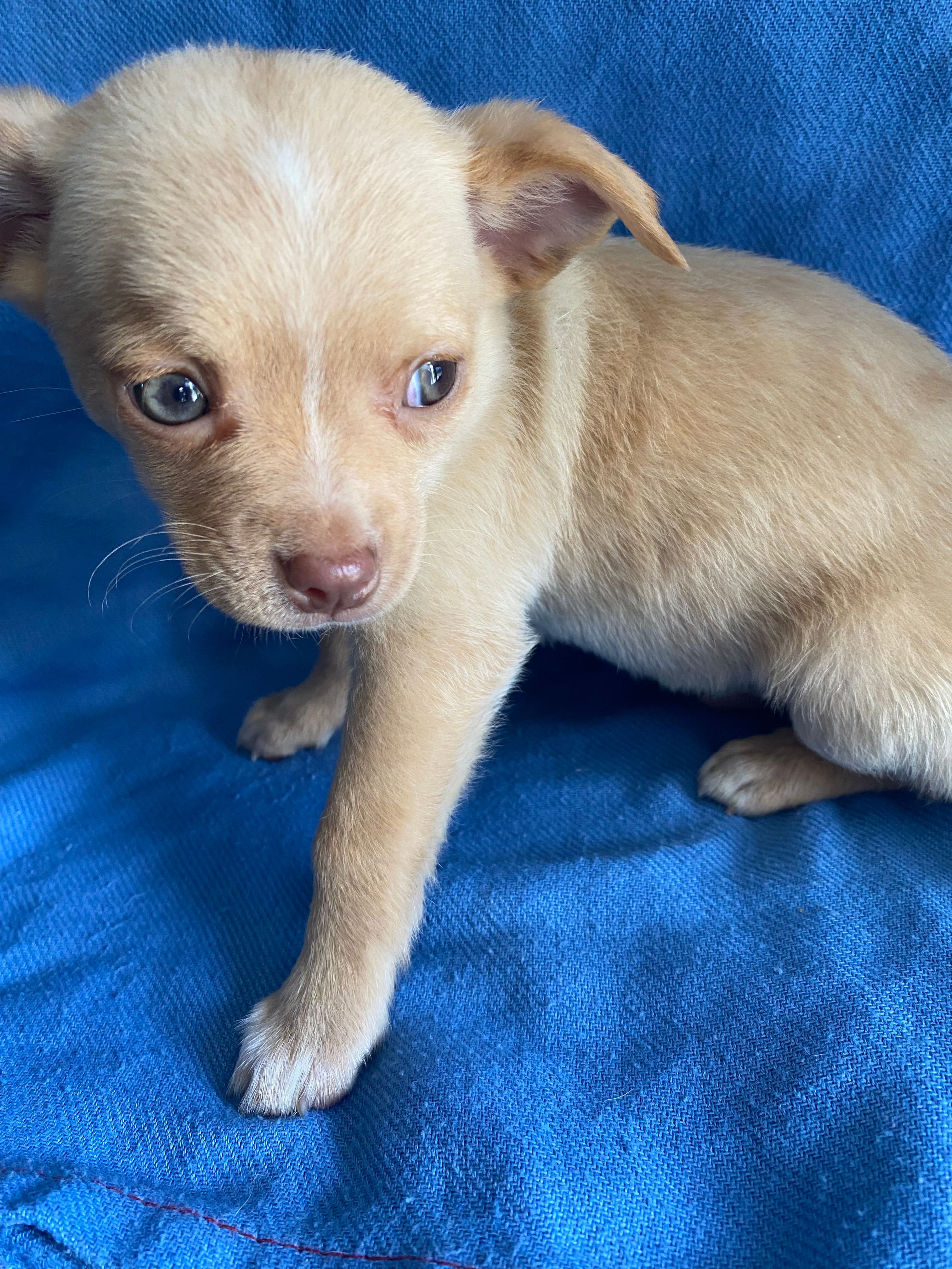 Arthur – Chihuahua puppy for sale in North Carolina, NC