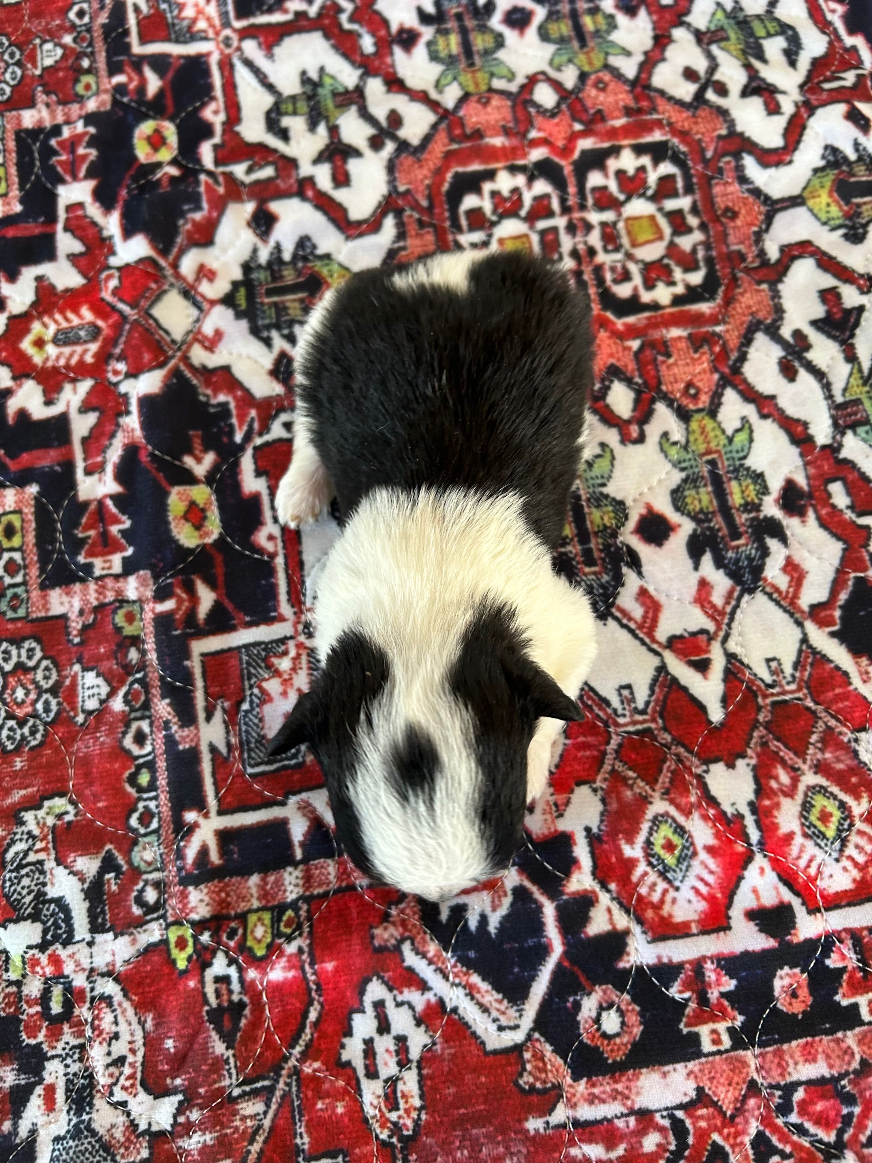 Marley – Morkie puppy for sale in North Carolina, NC