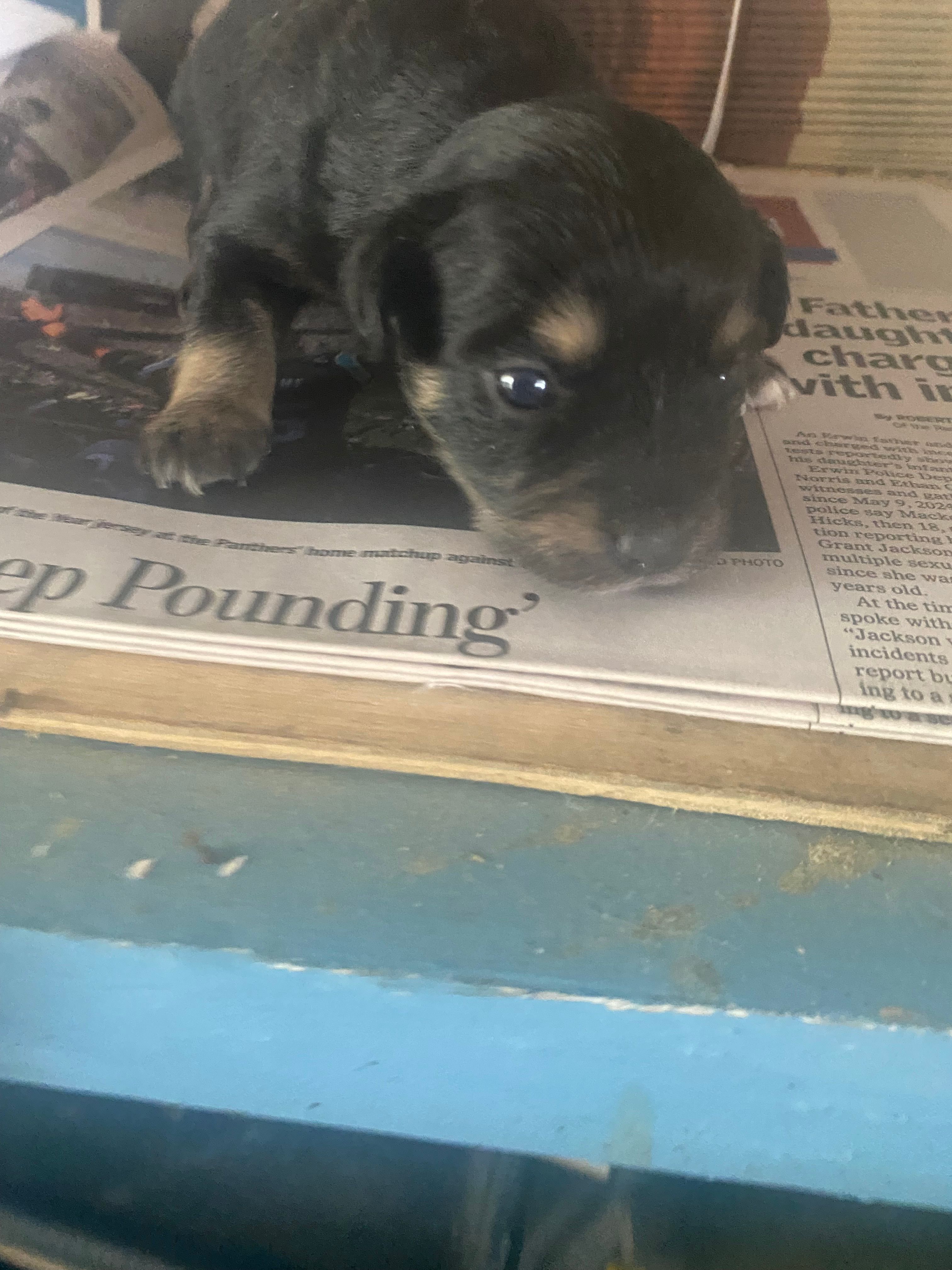 Chanell – Chihuahua puppy for sale in North Carolina, NC