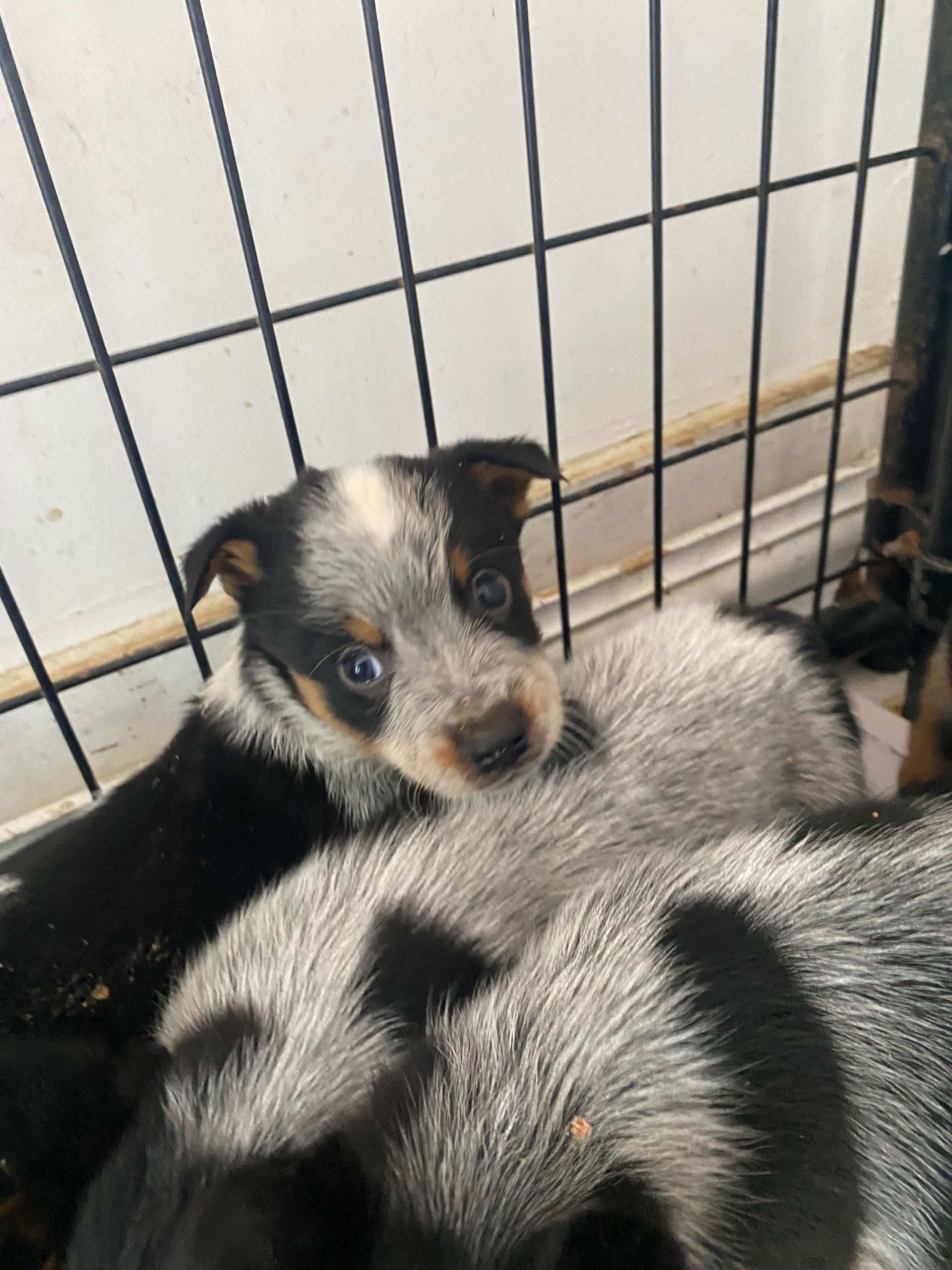 Tex – Australian Cattle Dog puppy for sale in North Carolina, NC