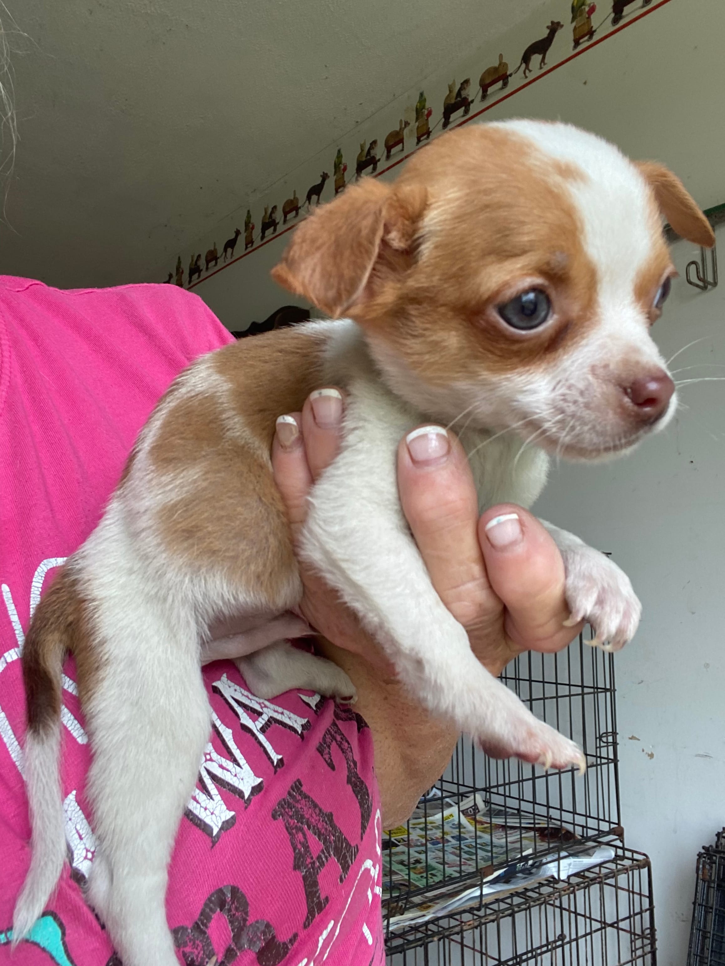 Wally – Chihuahua puppy for sale in North Carolina, NC