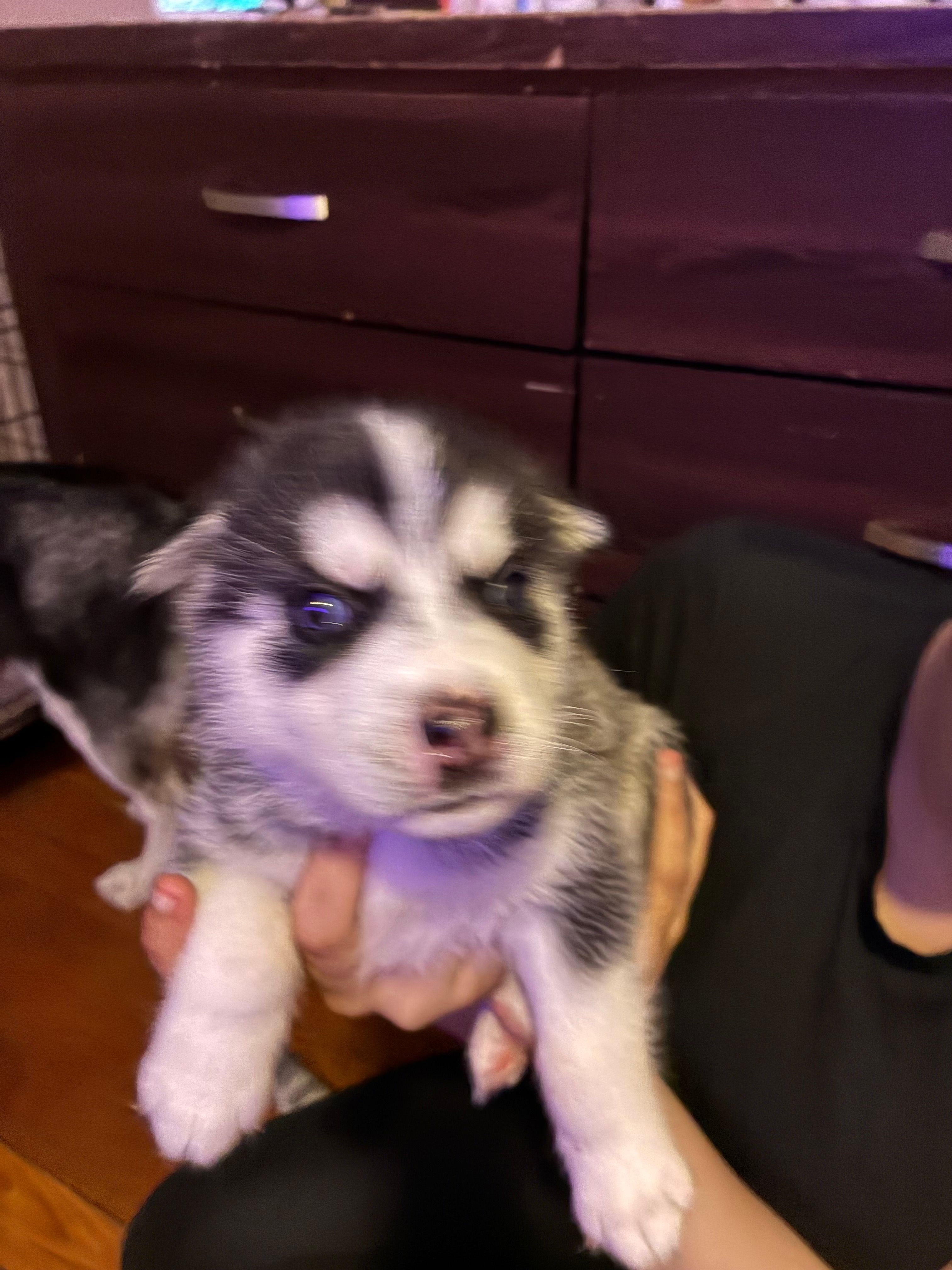 Puppy 2  – Siberian Husky puppy for sale in Chicopee, MA