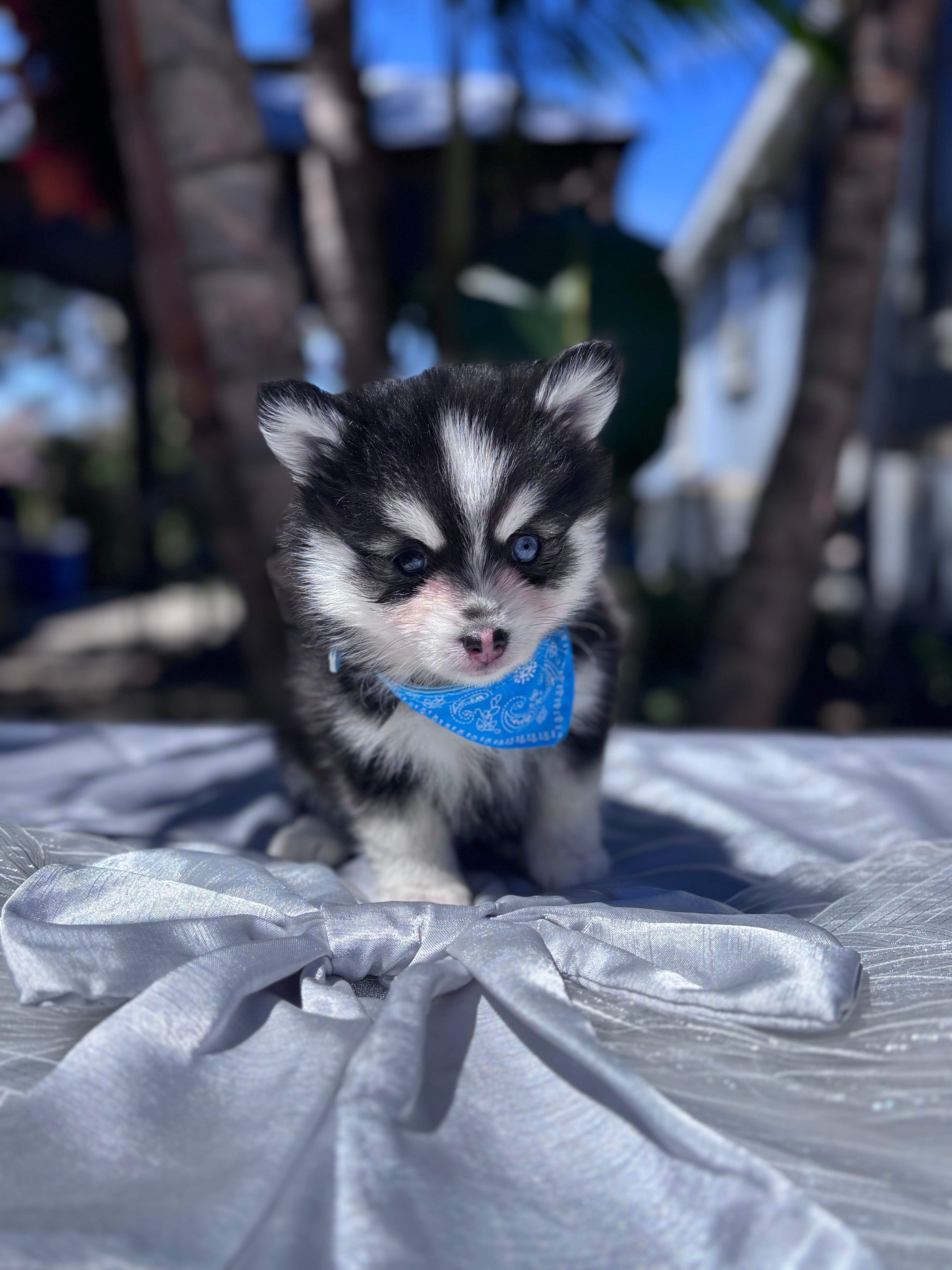 Gemini – Pomsky puppy for sale in Homeland, CA