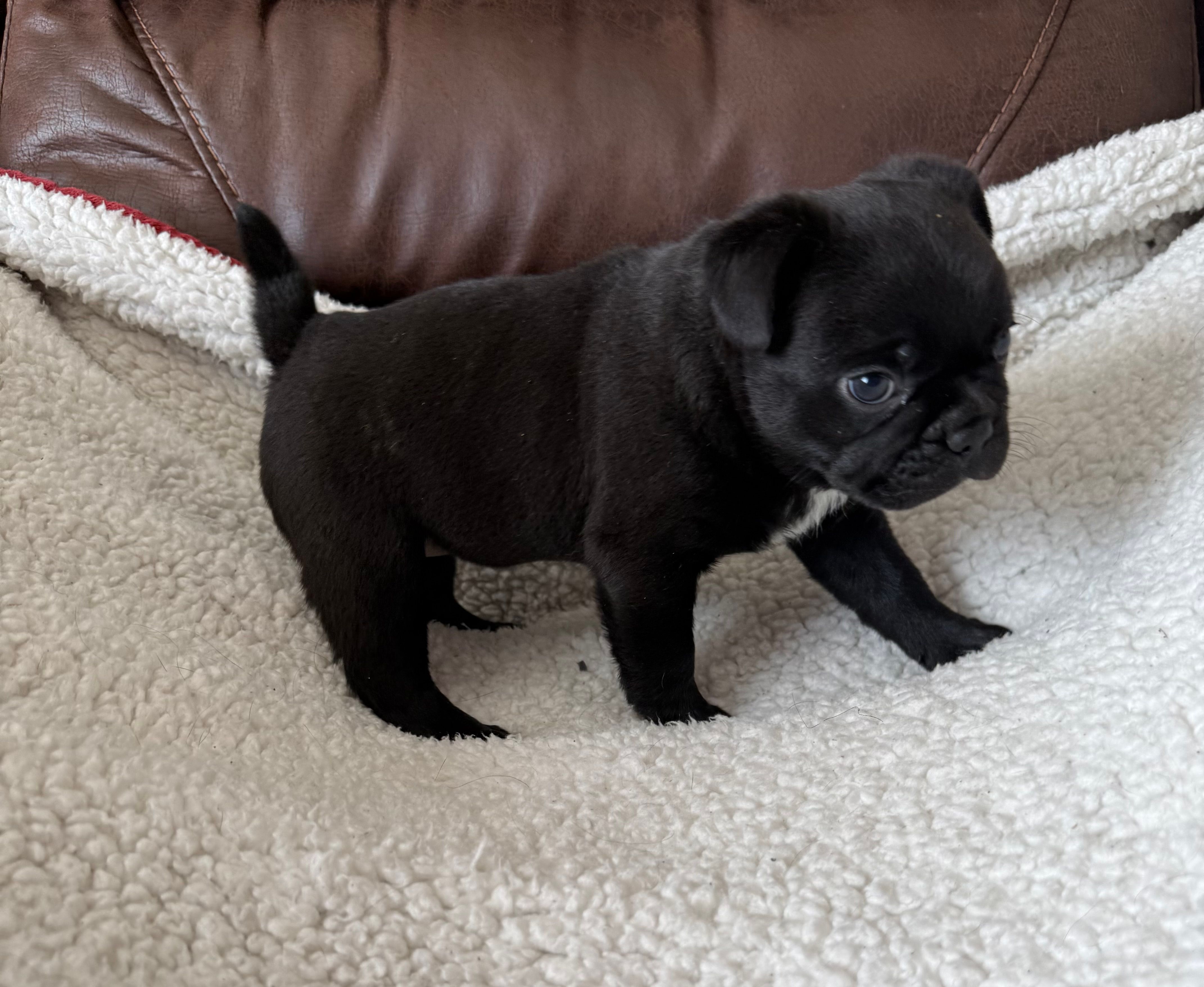 Morticia – French Bulldog, Bugg puppy for sale in Livermore Falls, ME