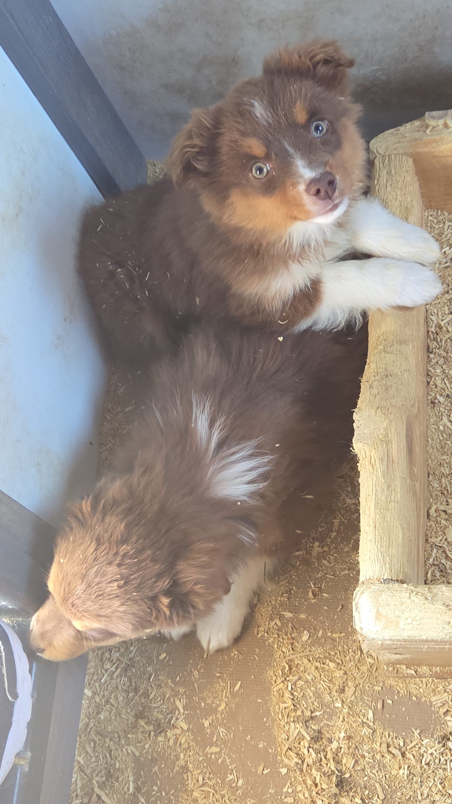 Iris – Toy Australian Shepherd puppy for sale in Connersville, IN