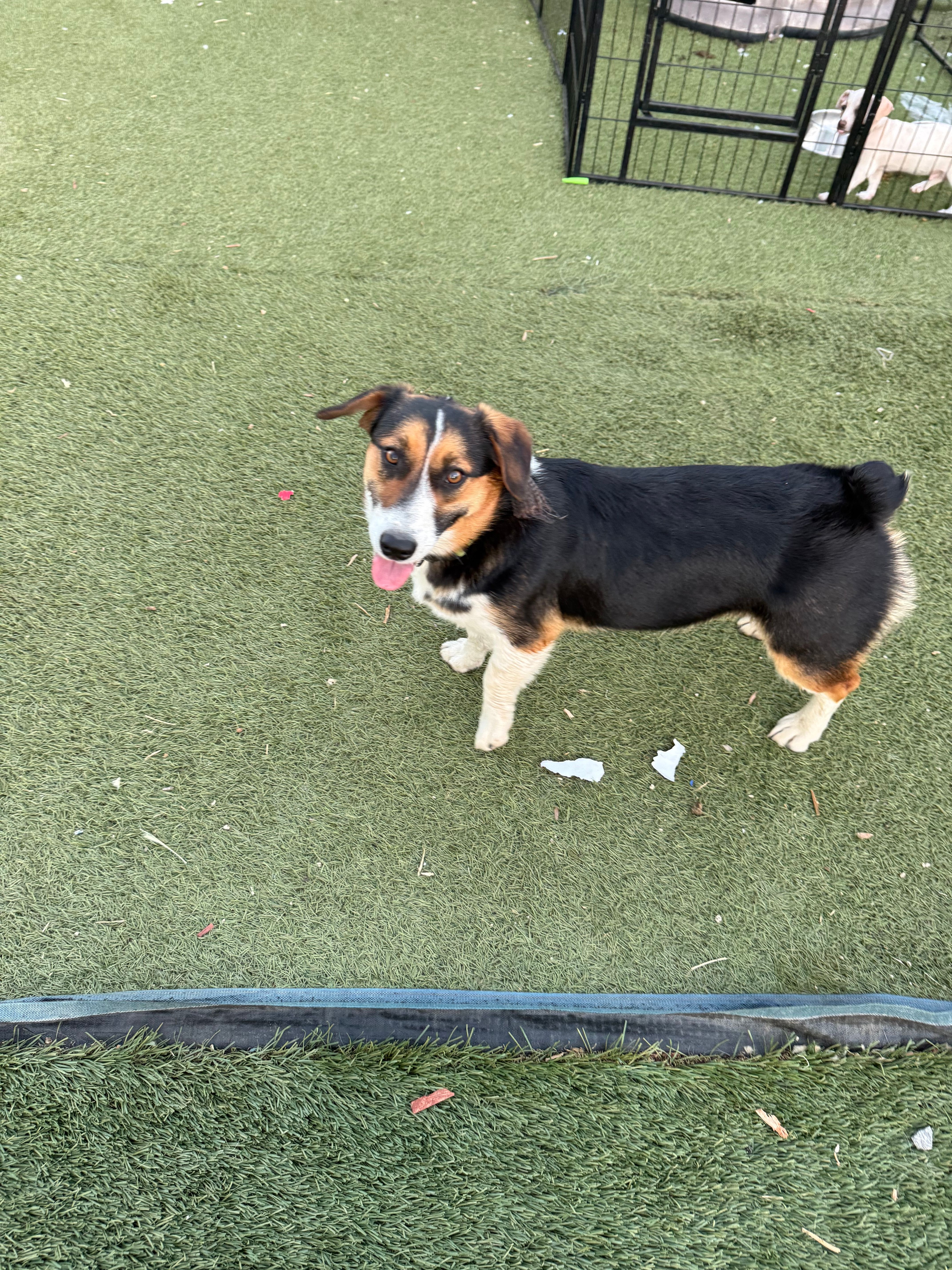 Faith – Australian Cattle Dog, Pembroke Welsh Corgi puppy for sale in Campo, CA