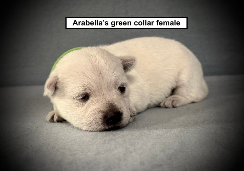 AKC Arabella's Green Collar Female – West Highland White Terrier puppy for sale in Smithville, MS