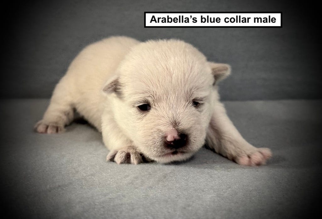 AKC Arabella's Blue Collar Male – West Highland White Terrier puppy for sale in Smithville, MS