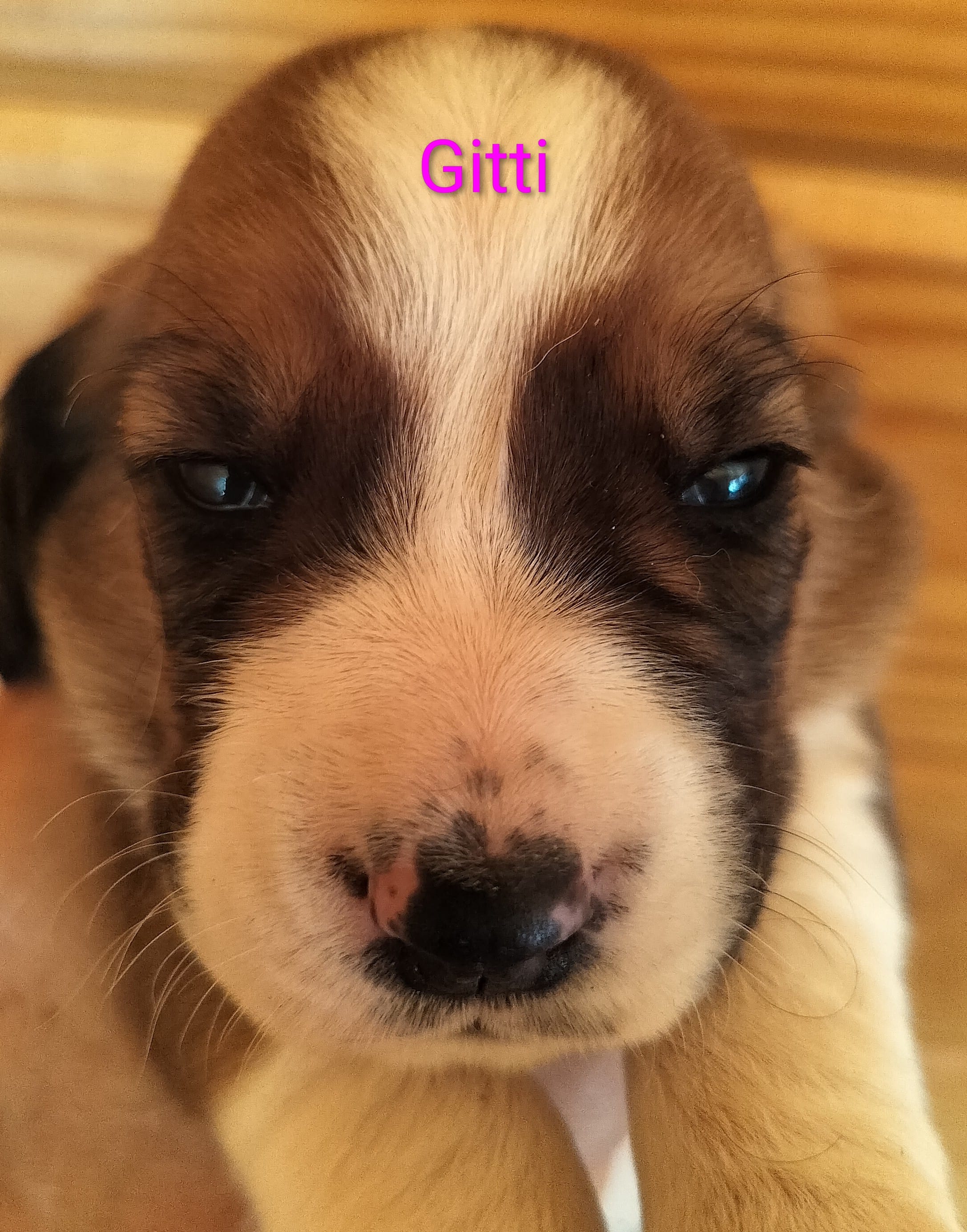 Gitti – Basset Hound puppy for sale in Gruetli-Laager, TN
