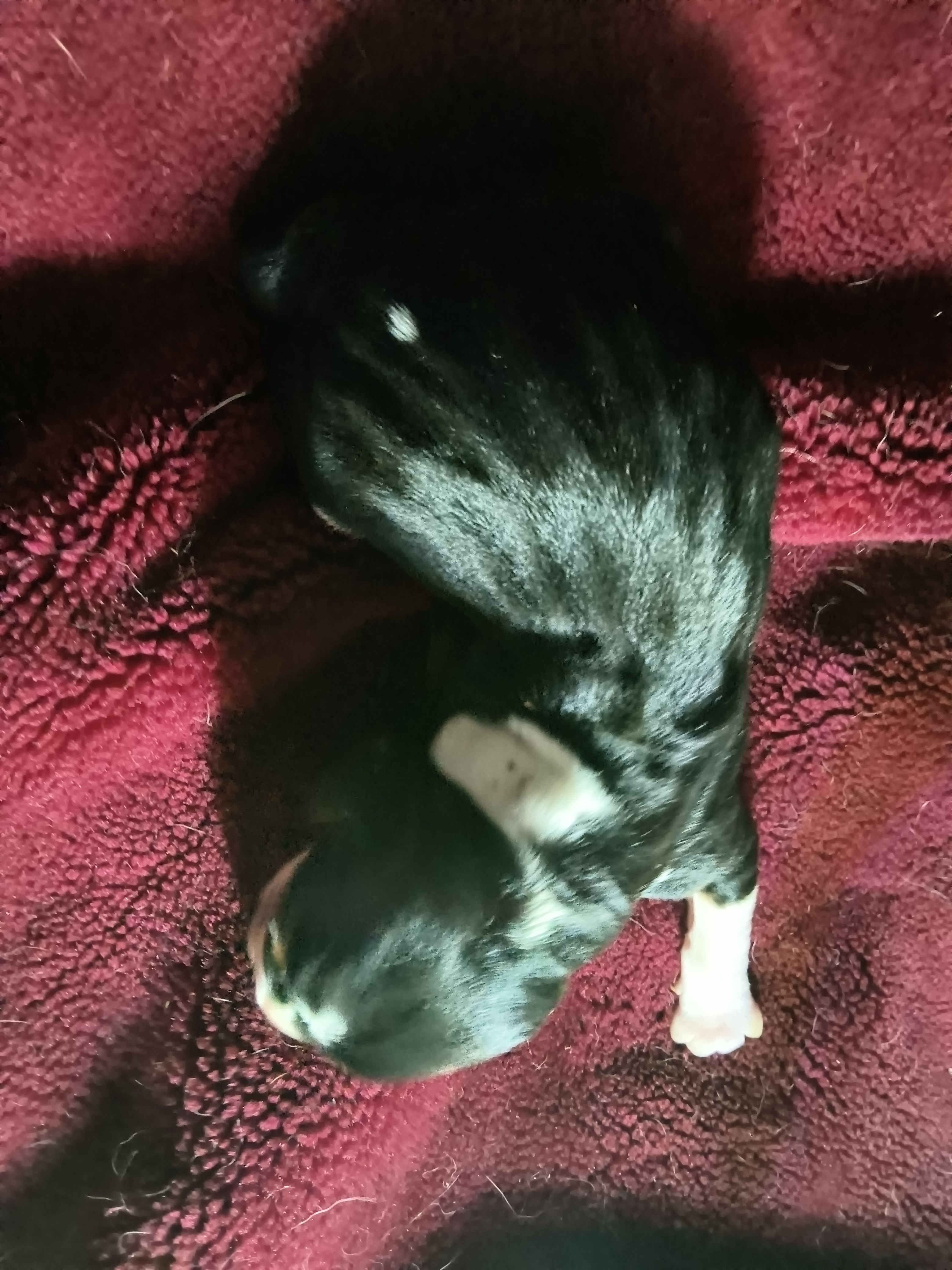 Mangus – Basset Hound puppy for sale in Gruetli-Laager, TN