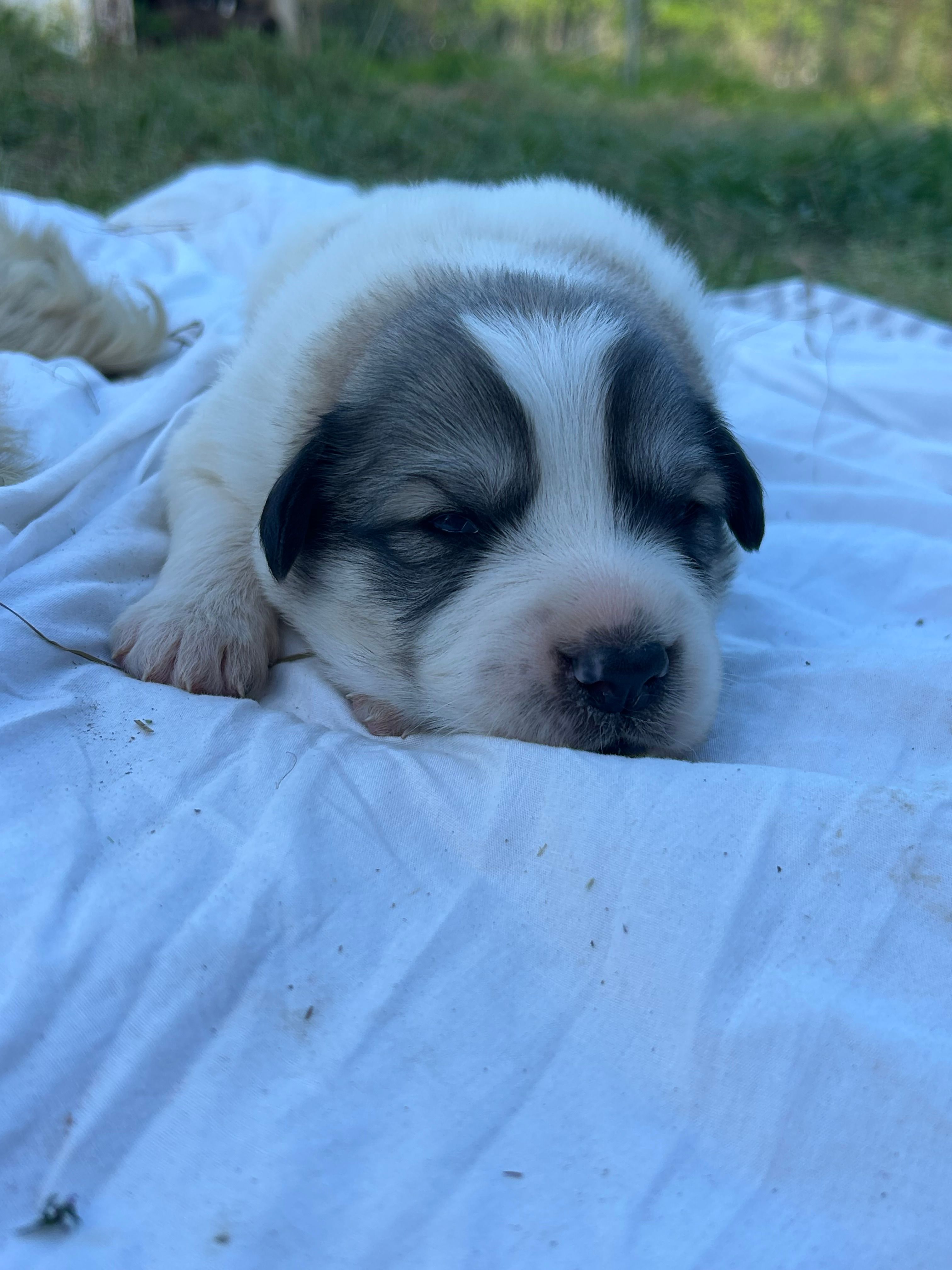 AKC M Bowie – Great Pyrenees puppy for sale in Hooks, TX