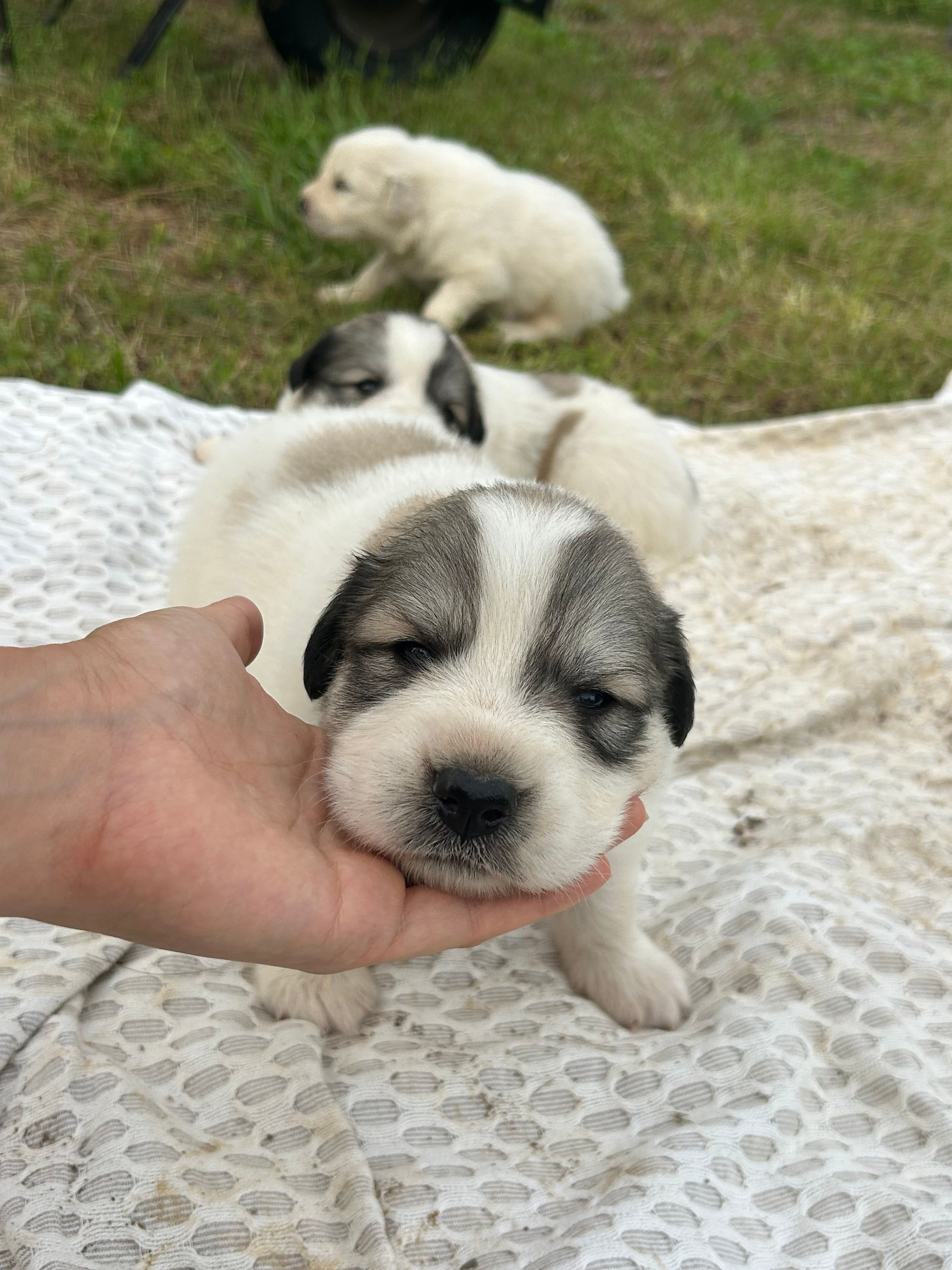 AKC M Bowie – Great Pyrenees puppy for sale in Hooks, TX