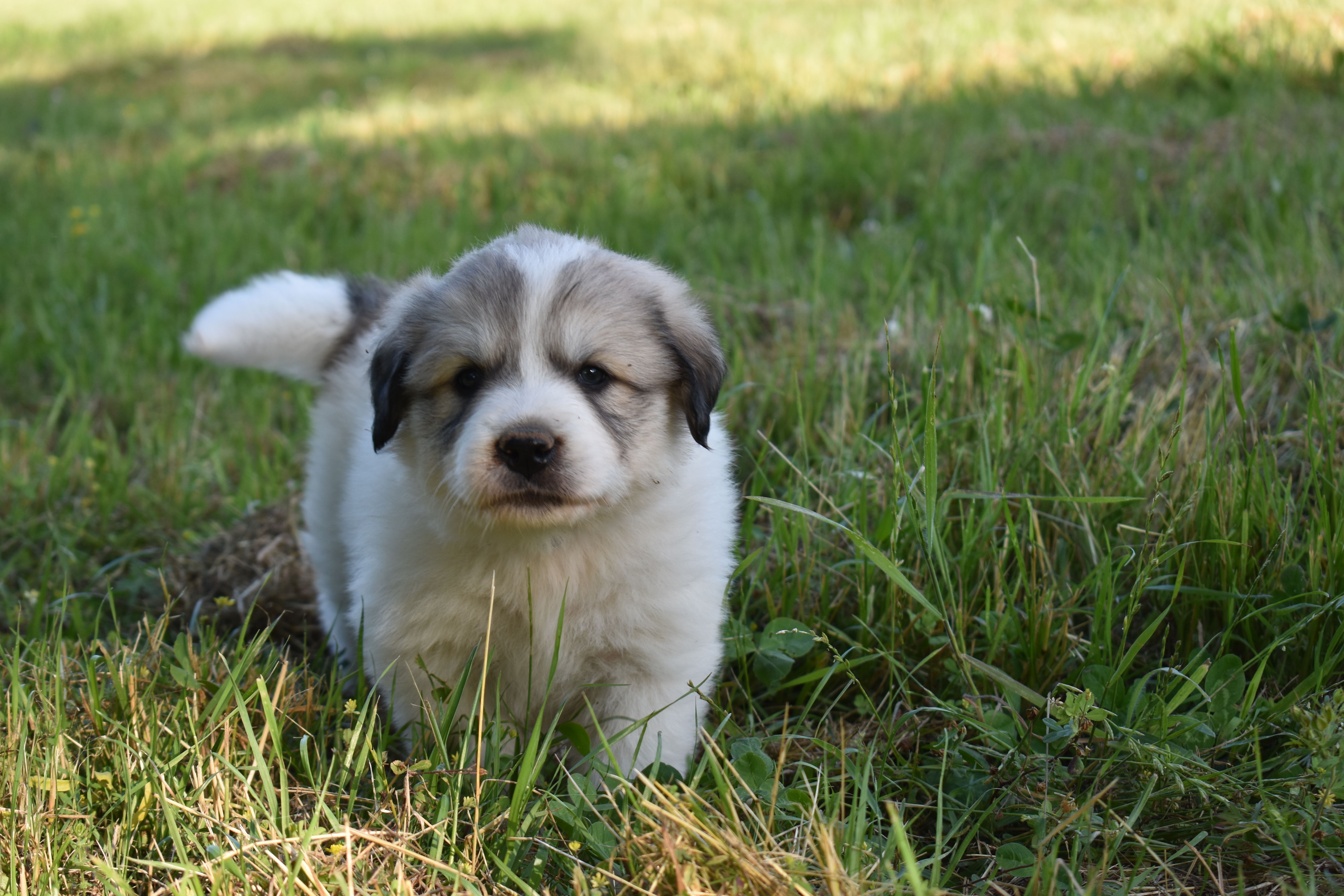 AKC F Cassie – Great Pyrenees puppy for sale in Hooks, TX
