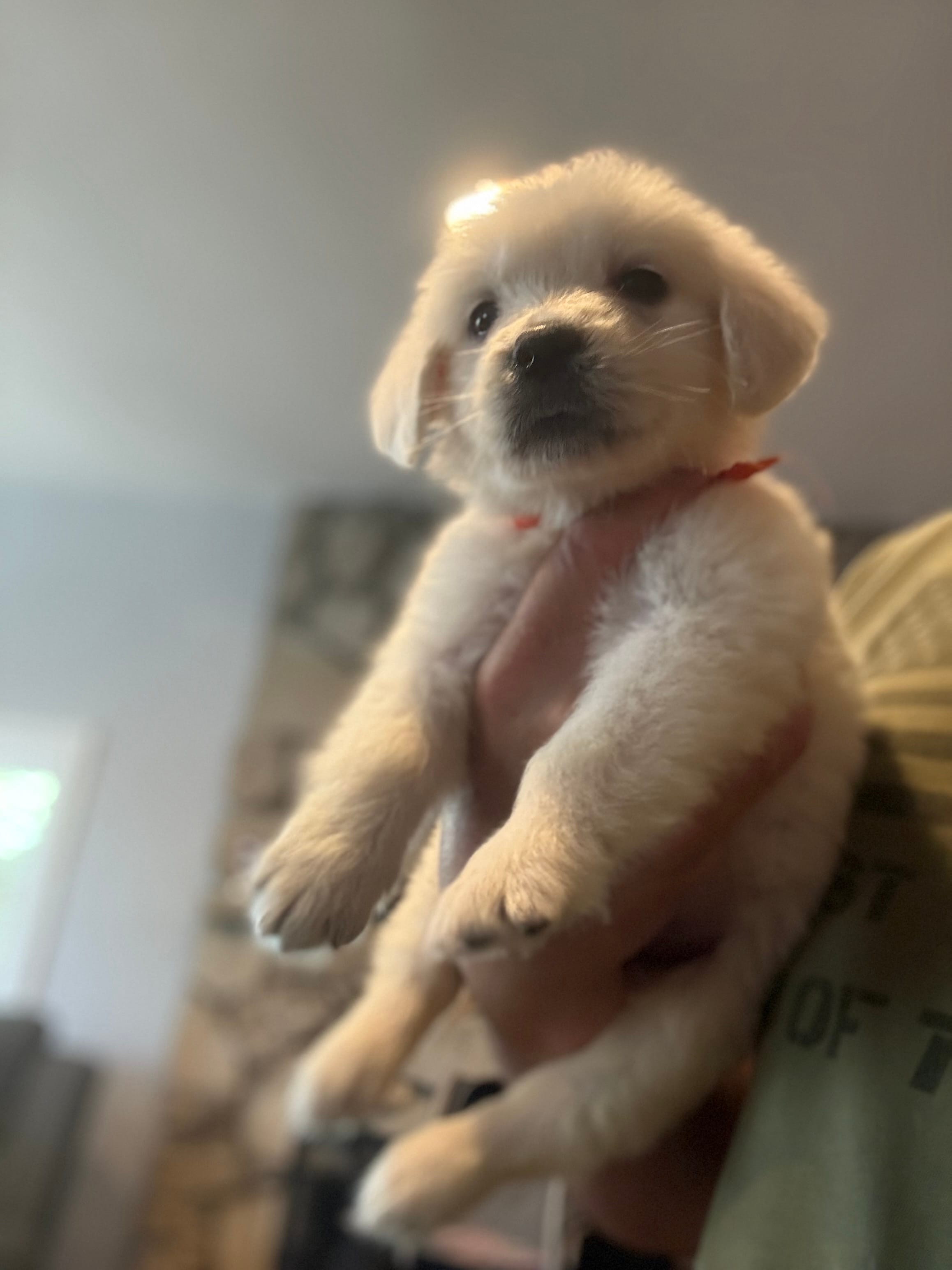 Little Paws  – English Cream Golden Retriever puppy for sale in Los Angeles, CA