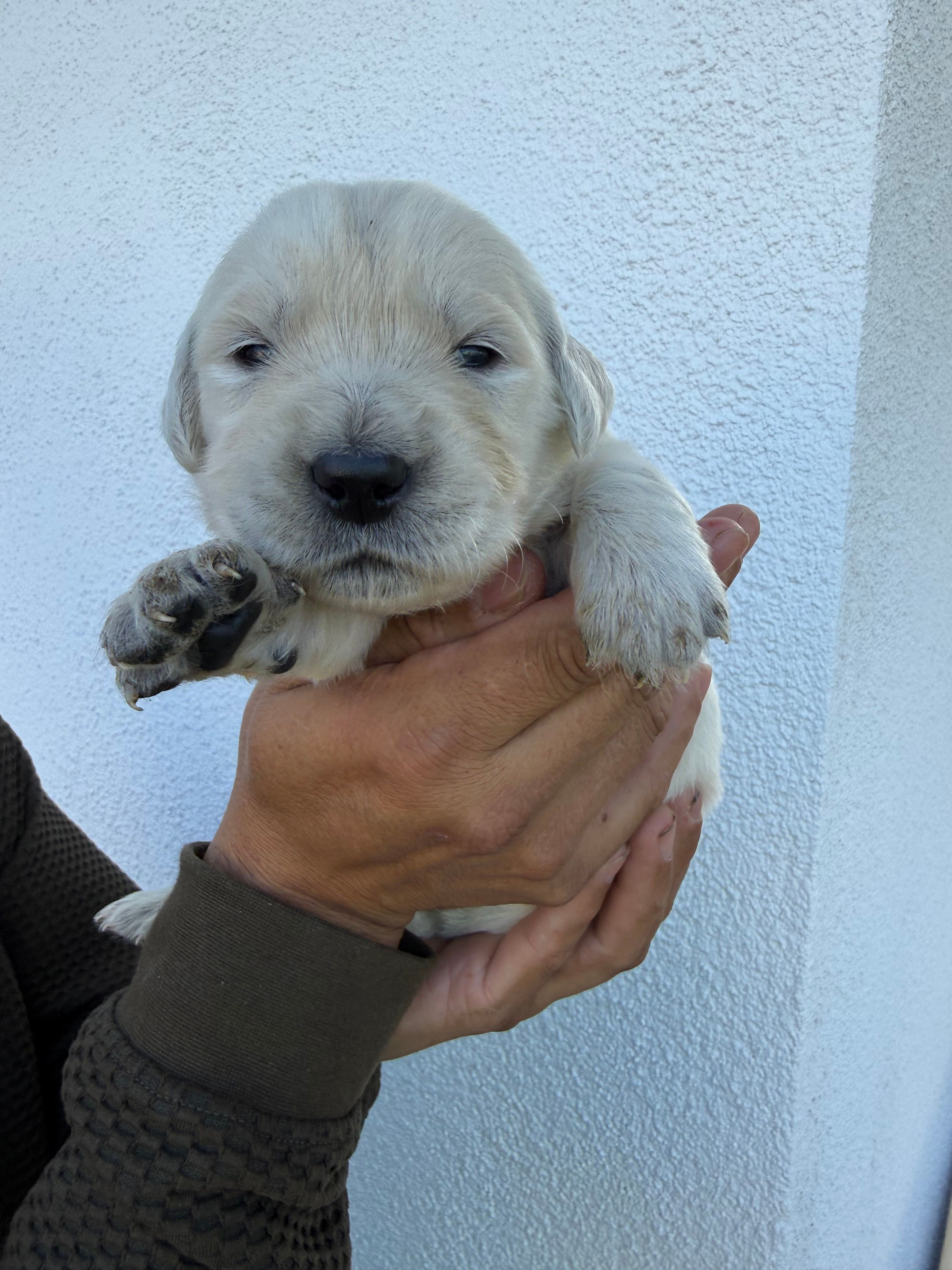 Princess  – English Cream Golden Retriever puppy for sale in Los Angeles, CA
