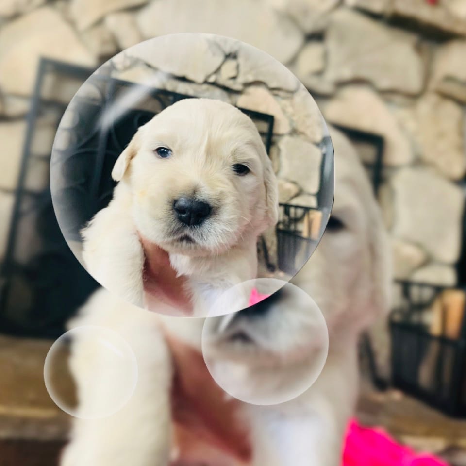 First Princess  – English Cream Golden Retriever puppy for sale in Los Angeles, CA