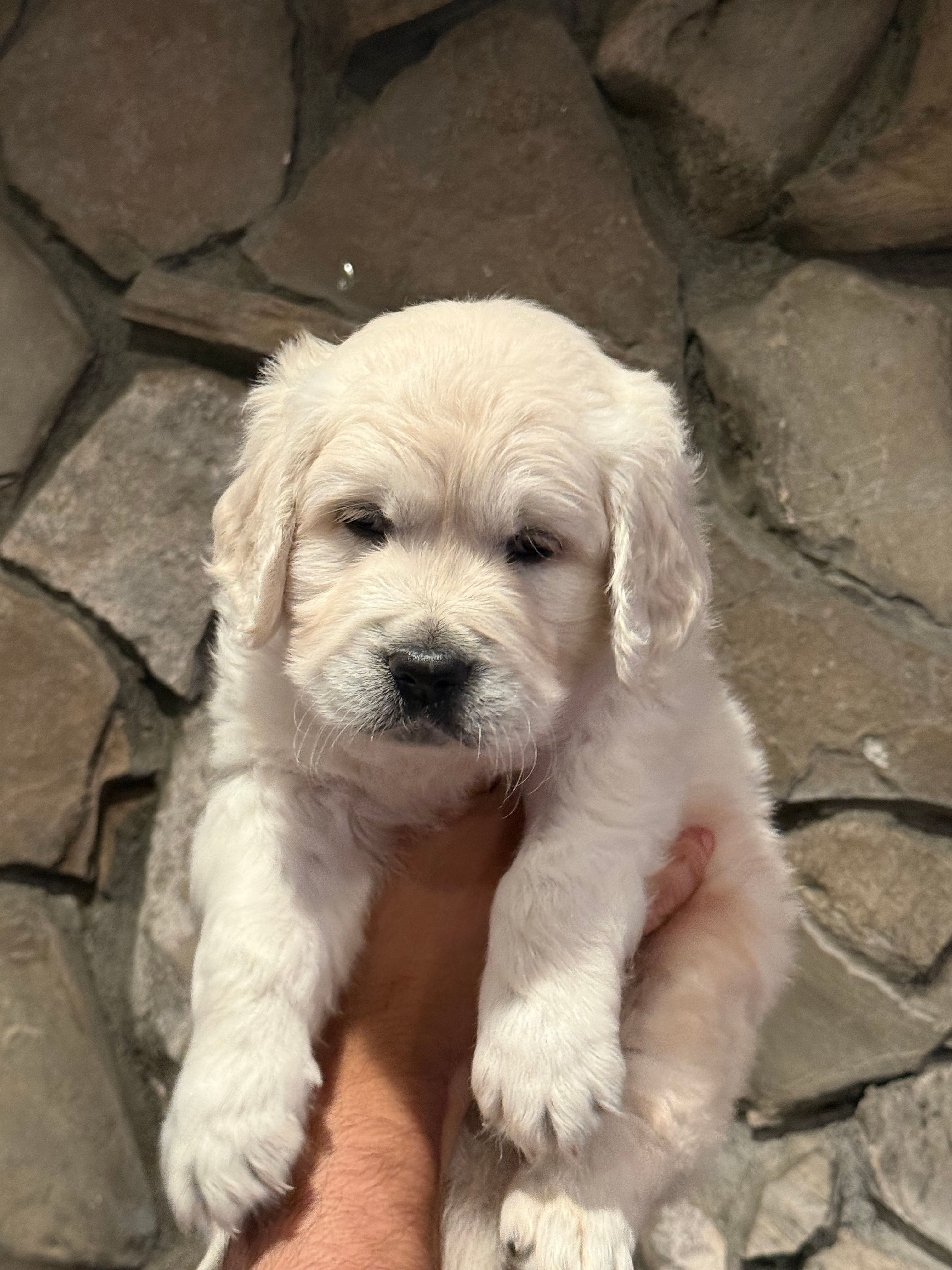 Navilis Majik Nights  – English Cream Golden Retriever puppy for sale in Los Angeles, CA