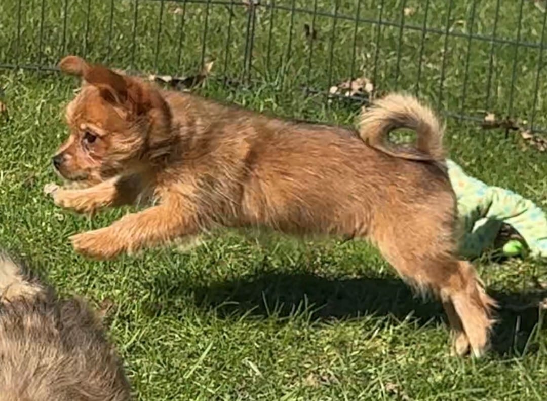 Yorkie-Pom Foxy Toysize boy - ADORABLE ❣️ – Pomeranian puppy for sale in Clintonville, WI