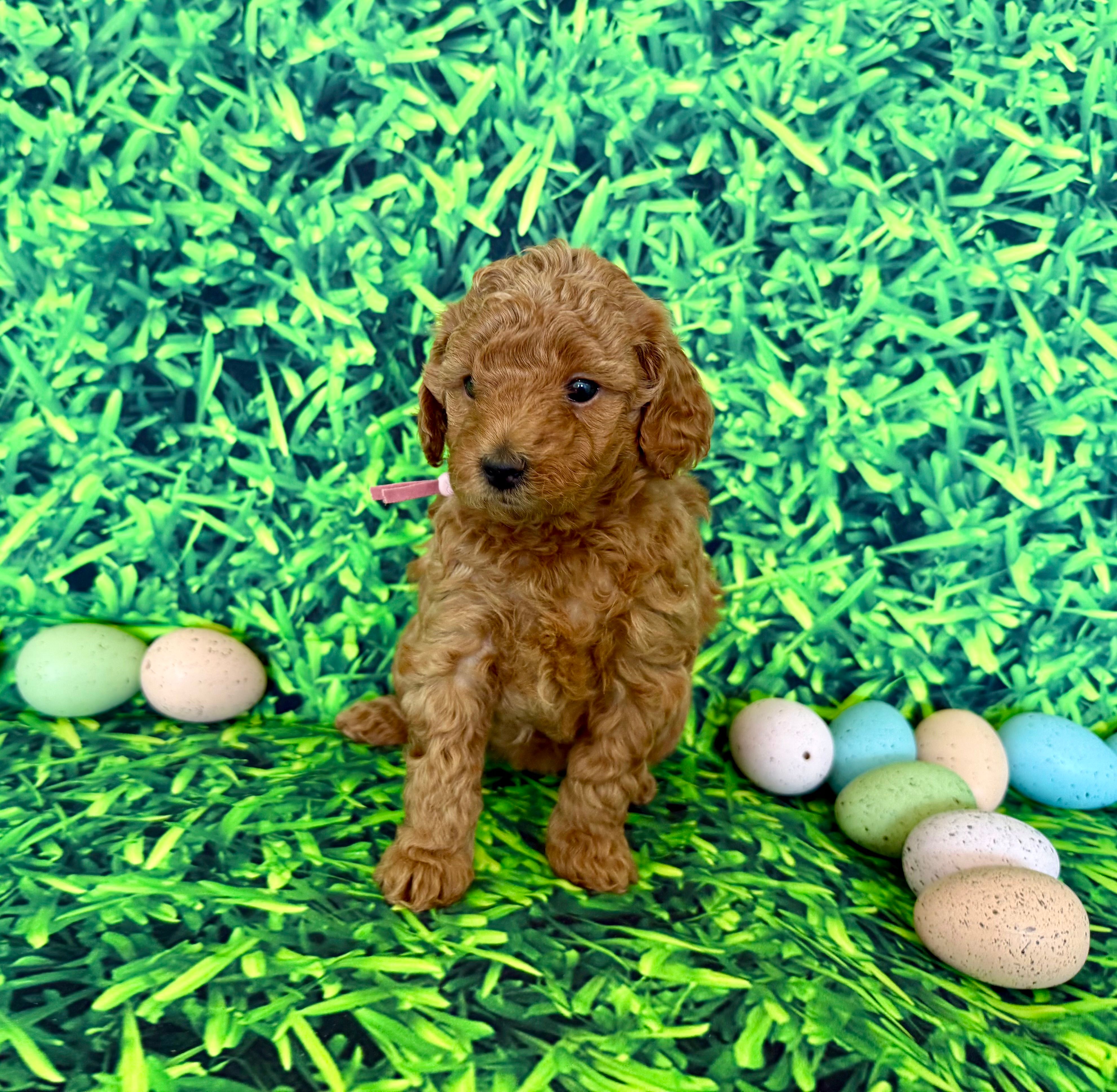 Rose Collar – Miniature Goldendoodle puppy for sale in Charlestown, IN