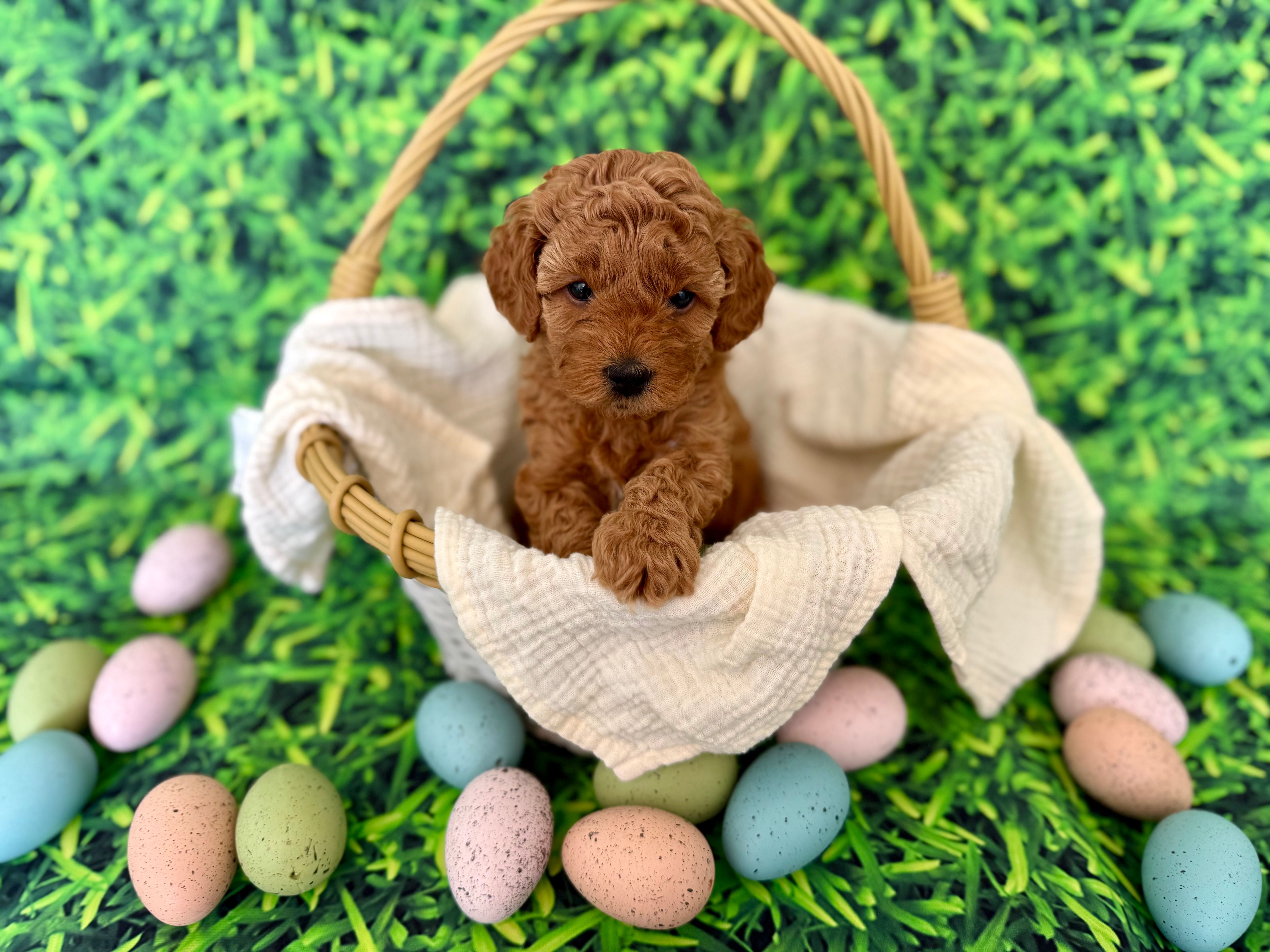 White Collar  – Miniature Goldendoodle puppy for sale in Charlestown, IN