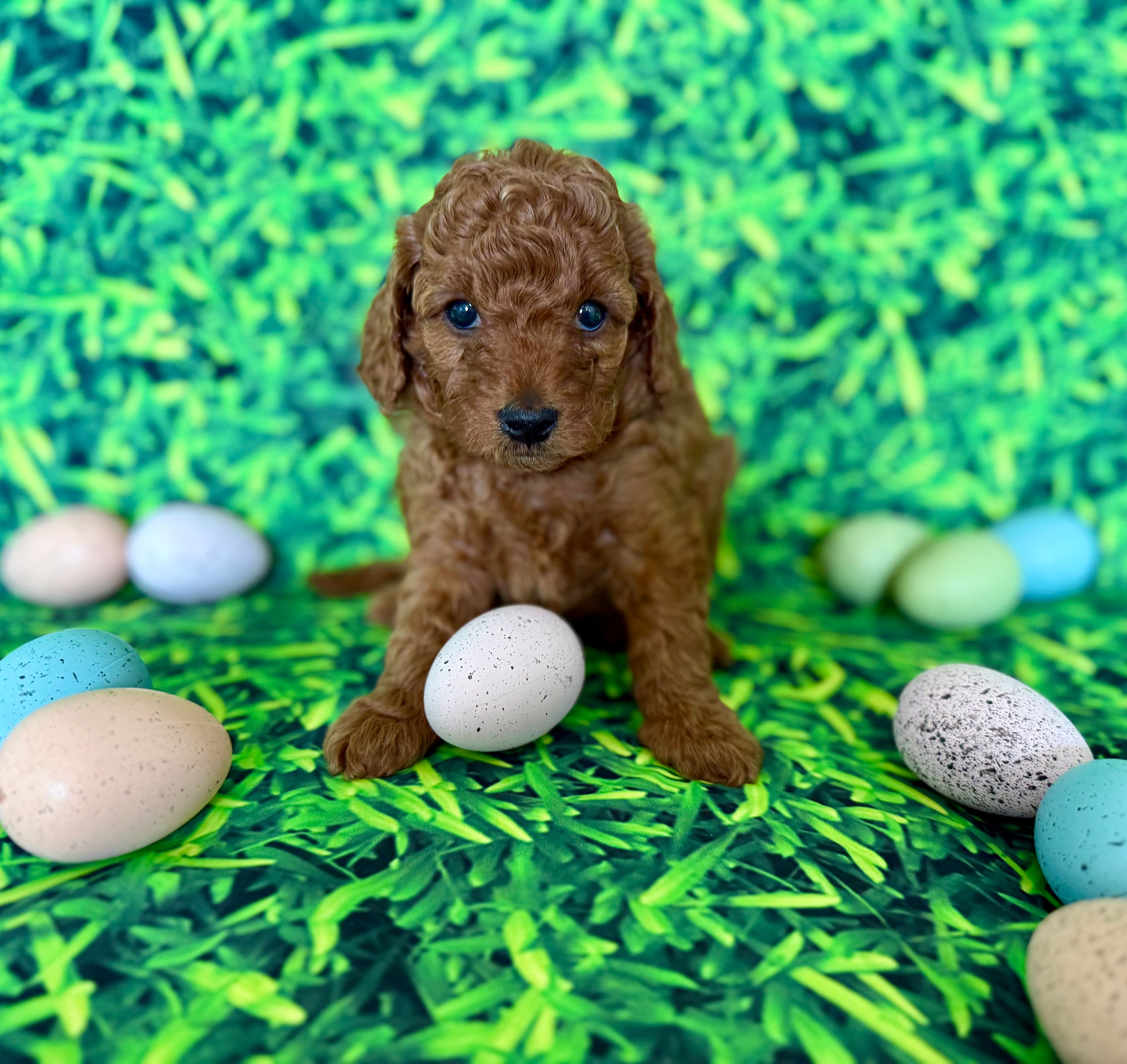Purple Collar  – Miniature Goldendoodle puppy for sale in Charlestown, IN