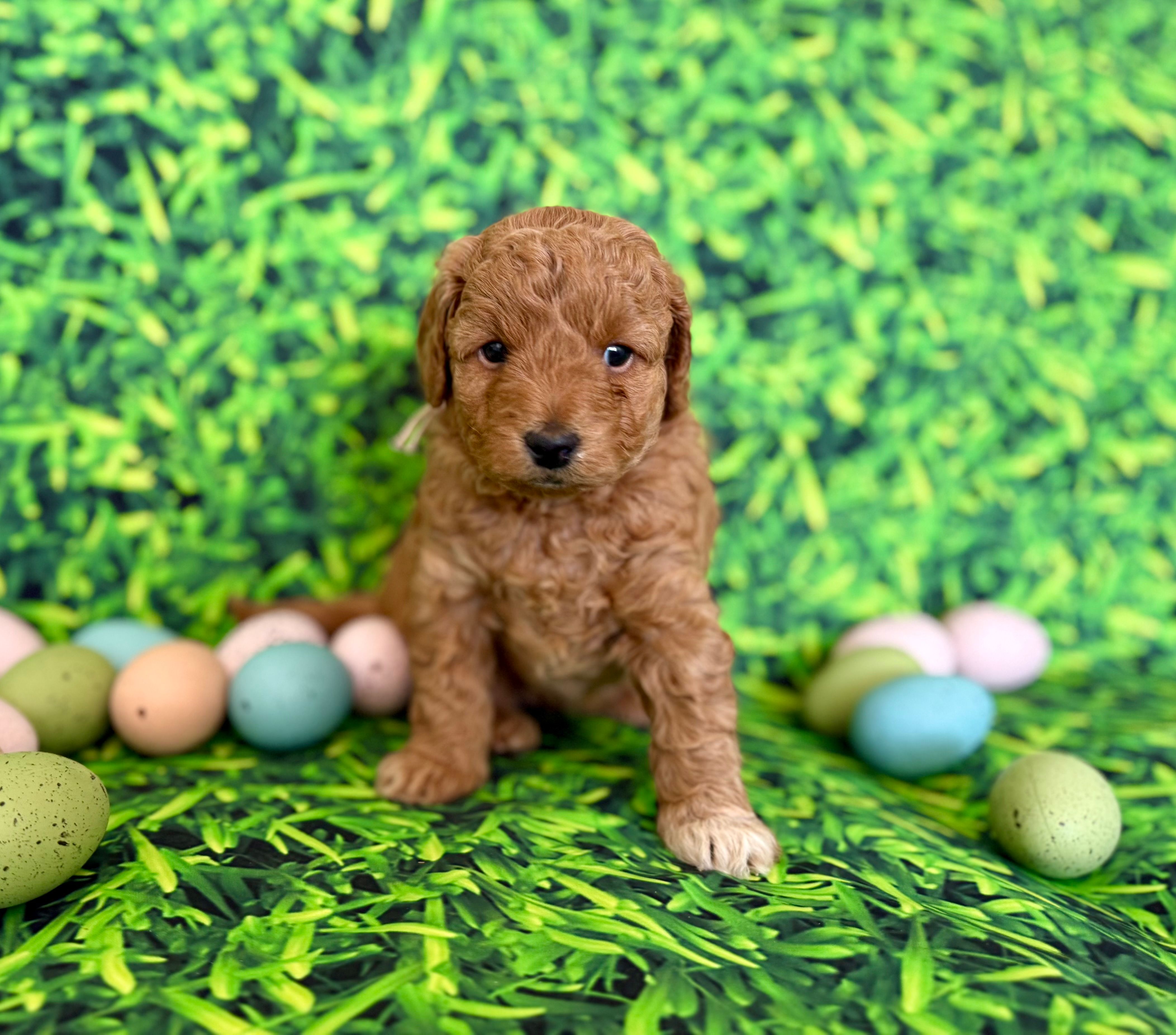 Peach Collar  – Miniature Goldendoodle puppy for sale in Charlestown, IN
